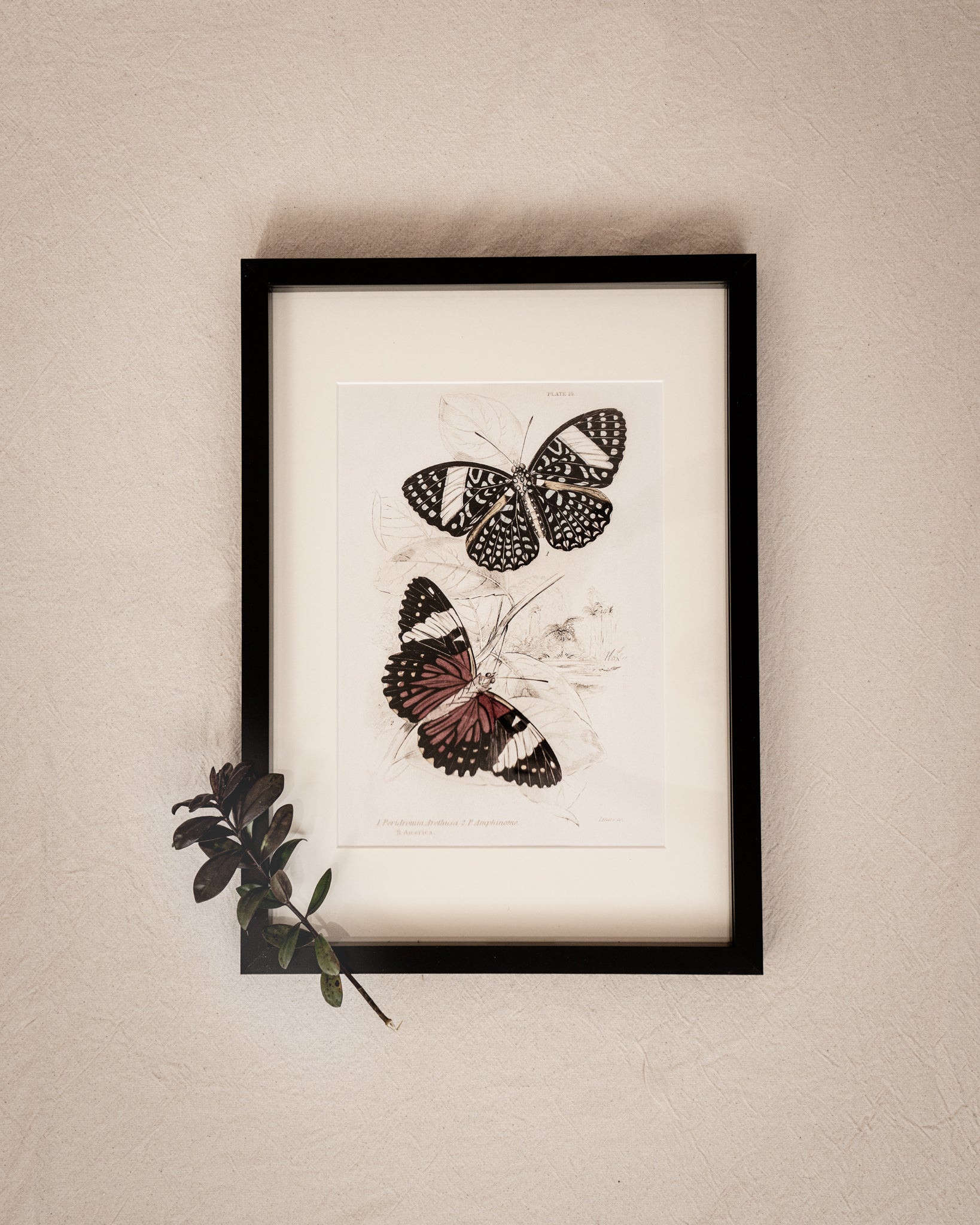 Framed Set of Four Vintage Butterfly Art Prints 02 (Black Noir Frame Collection)