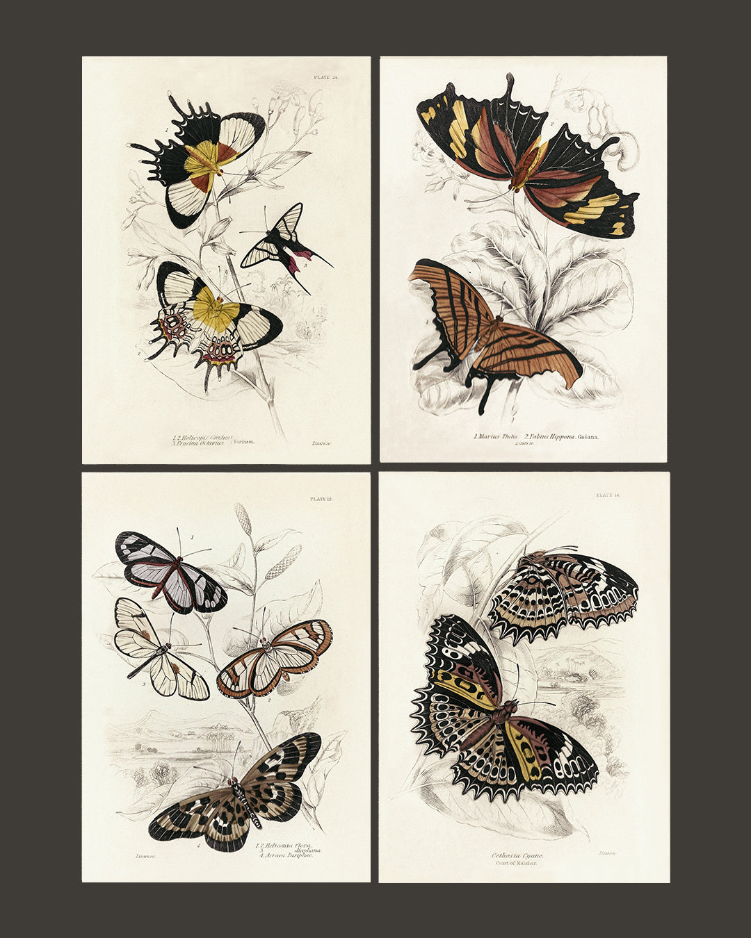 Framed Set of Four Vintage Butterfly Art Prints 03 (Classic Teak Frame Collection)