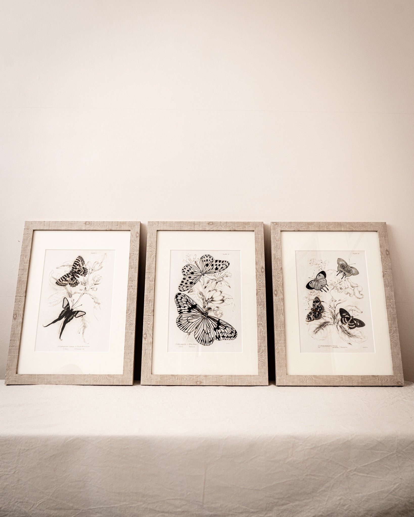 Framed Set of Four Vintage Butterfly Art Prints 01 (Sand Frame Collection)