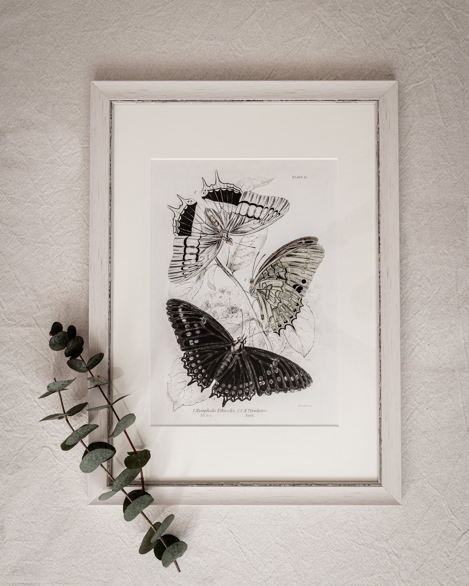 Framed Set of Two Vintage Butterfly Art Prints 01 (Vintage White Frame Collection)