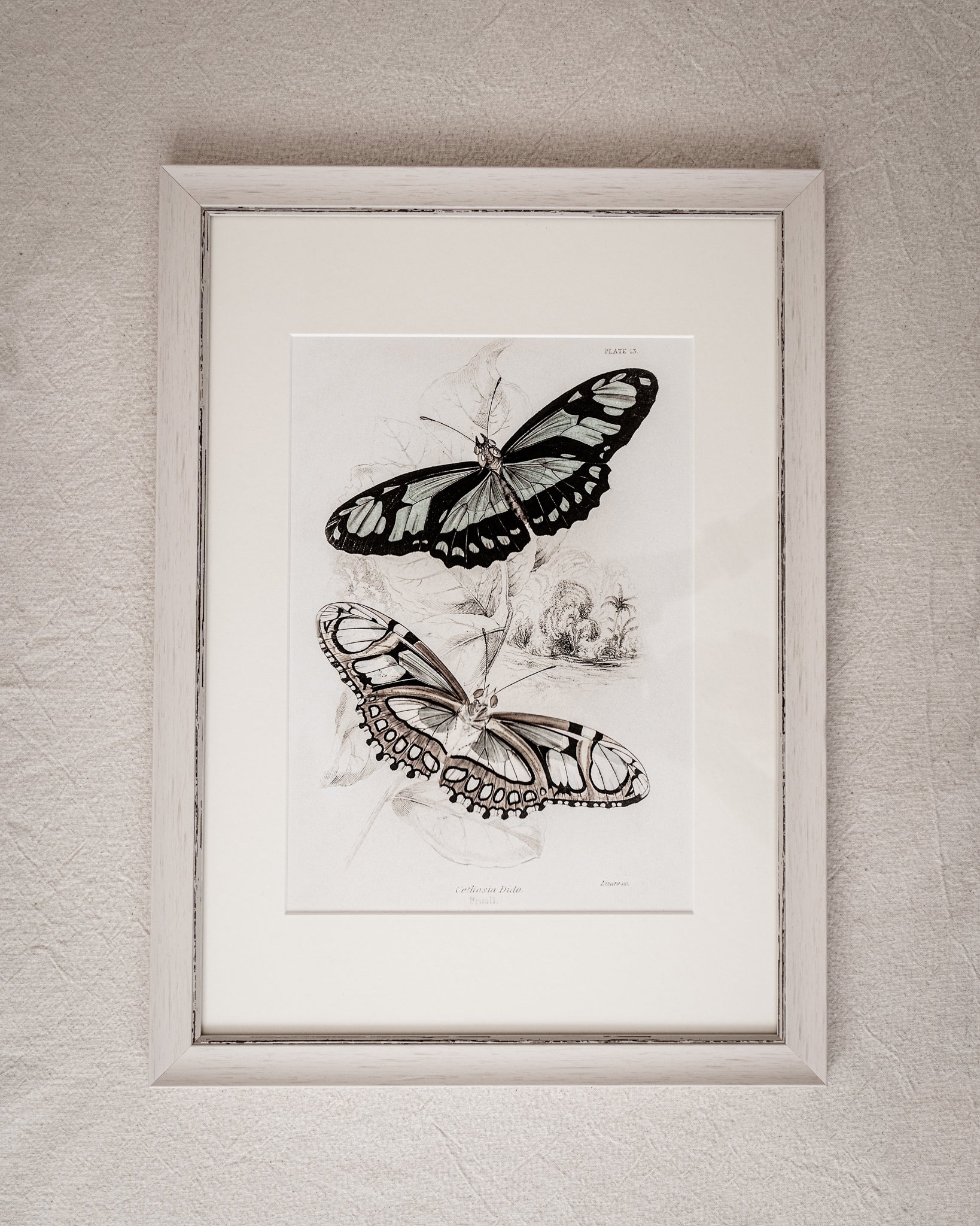 Framed Set of Two Vintage Butterfly Art Prints 01 (Vintage White Frame Collection)