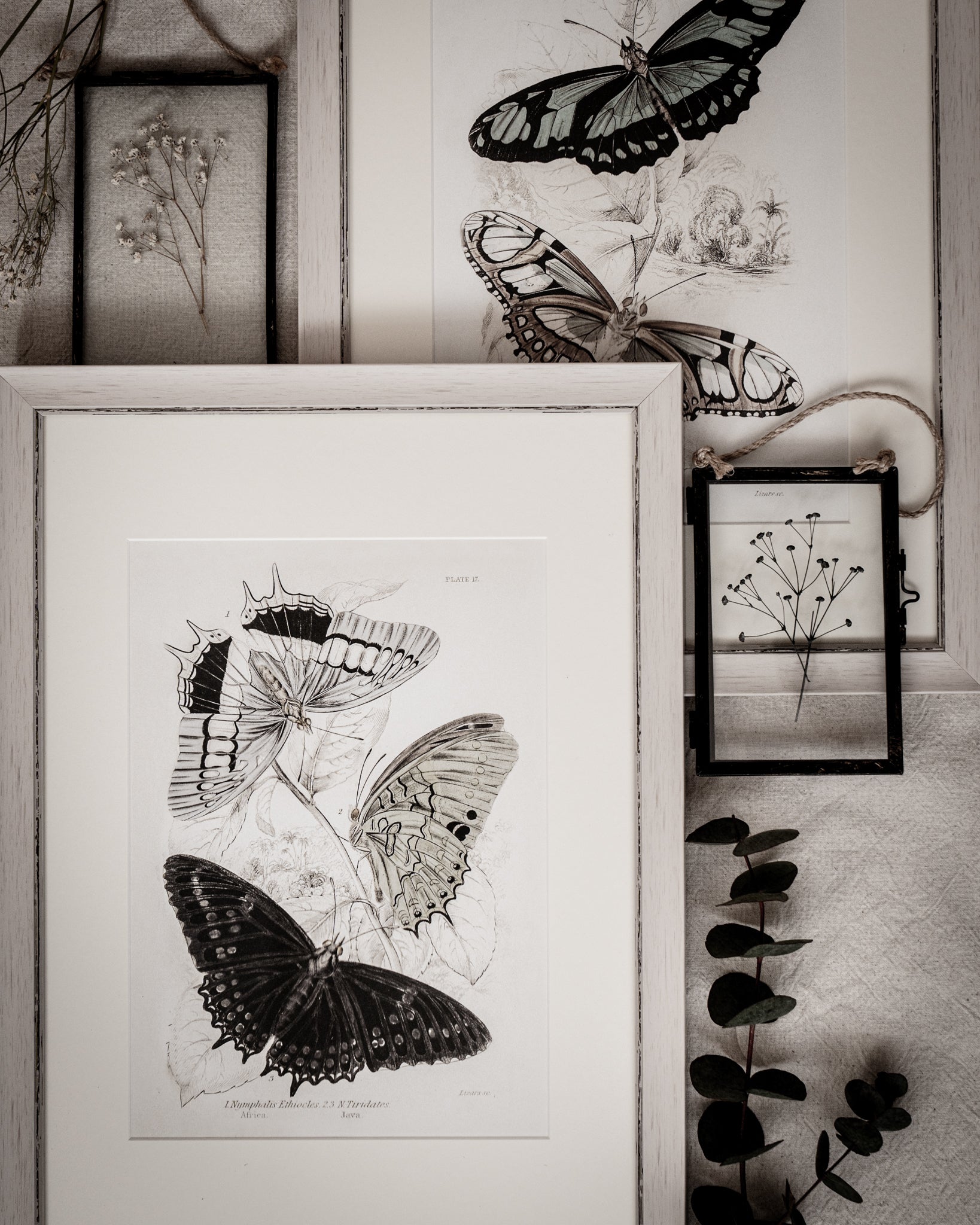 Framed Set of Two Vintage Butterfly Art Prints 01 (Vintage White Frame Collection)