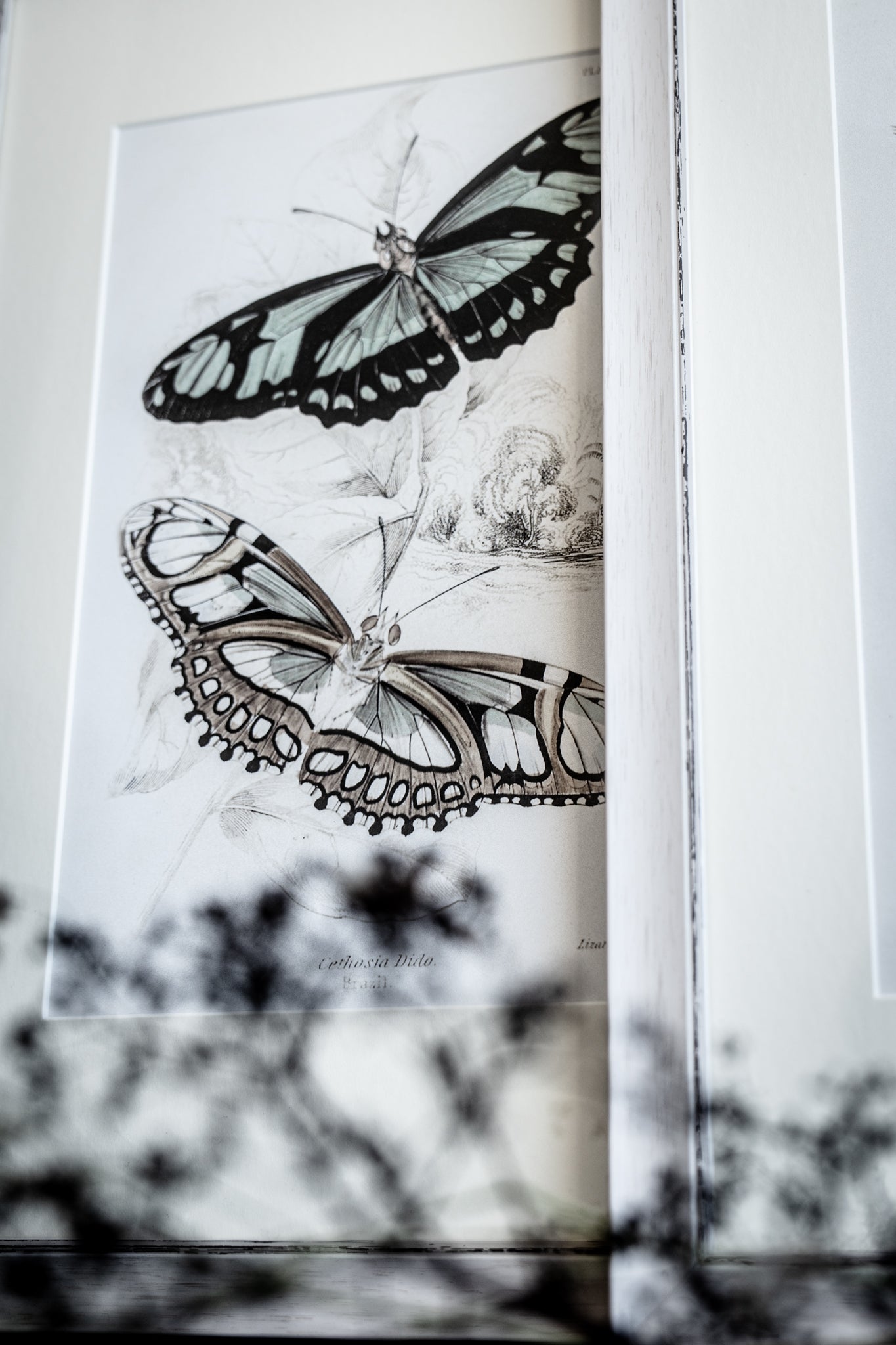 Framed Set of Two Vintage Butterfly Art Prints 01 (Vintage White Frame Collection)