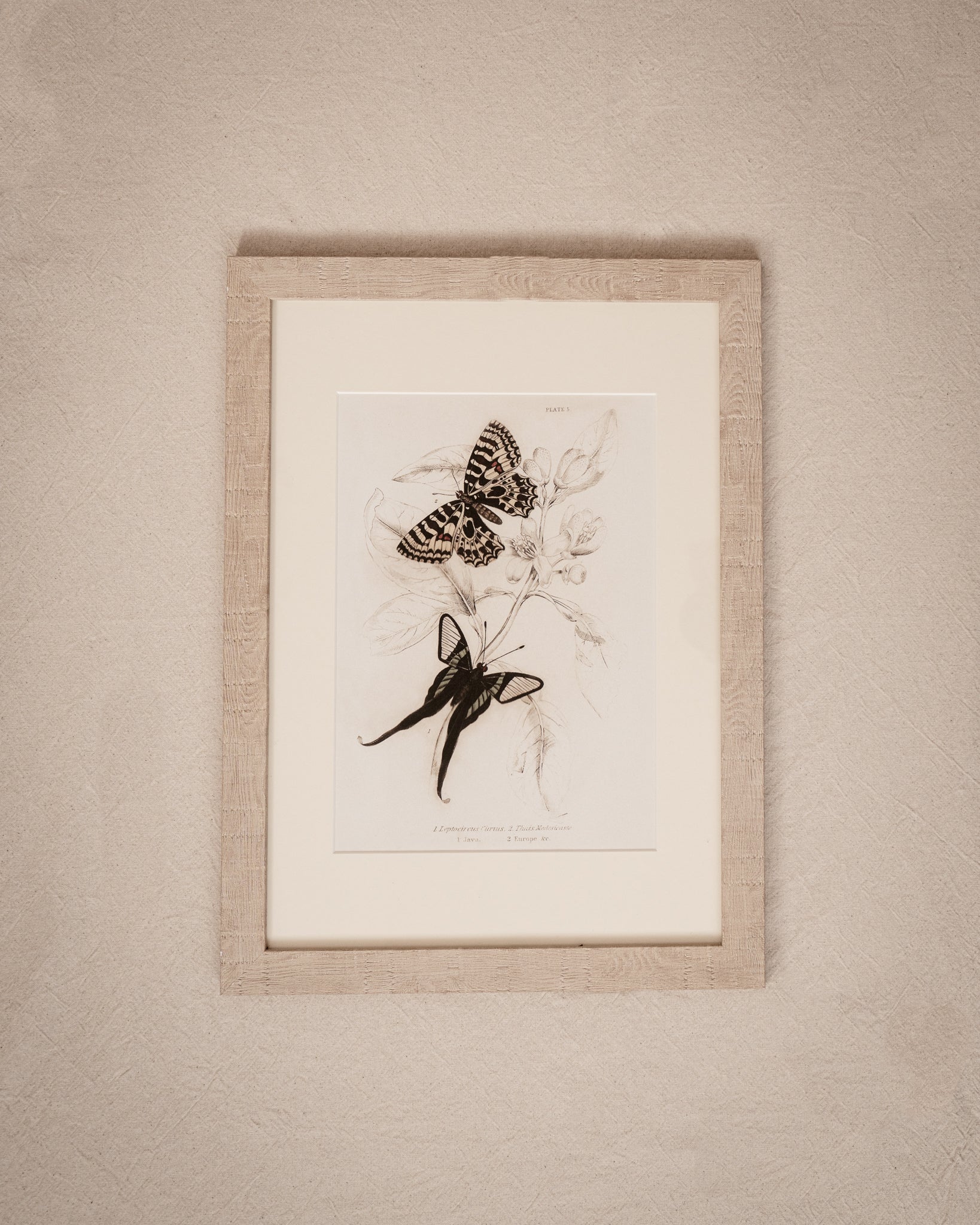 Framed Set of Two Vintage Butterfly Art Prints 02 (Sand Frame Collection)