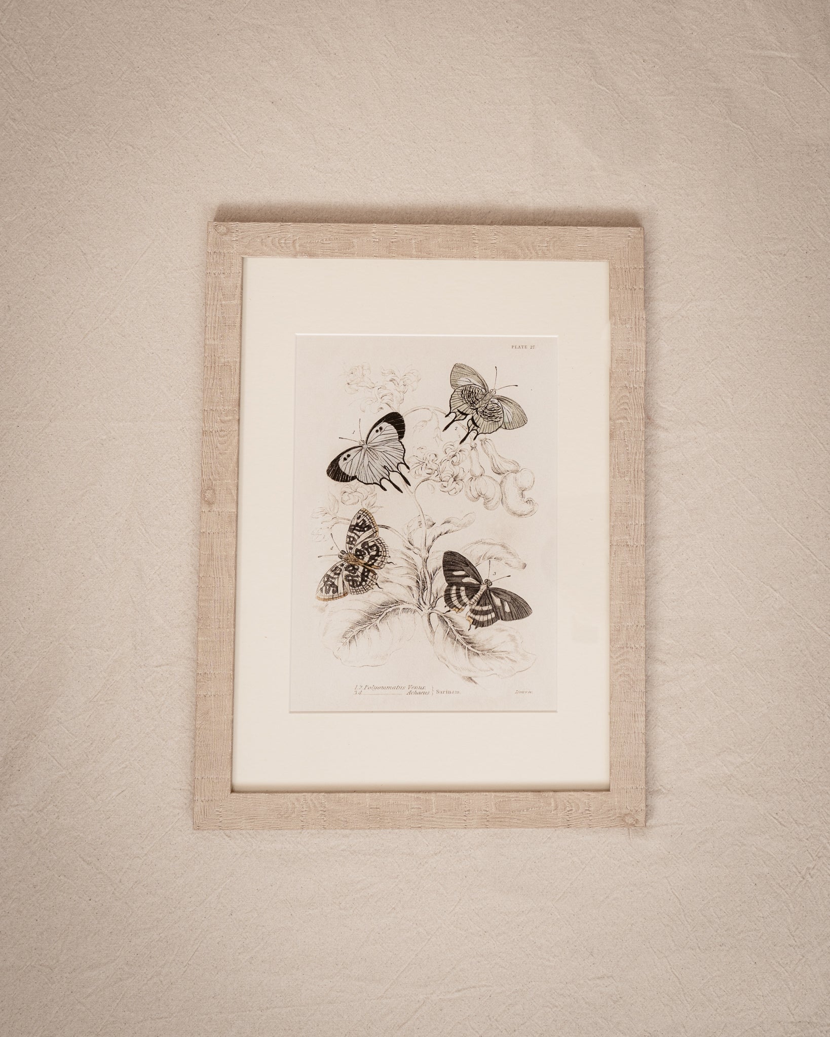 Framed Set of Four Vintage Butterfly Art Prints 01 (Sand Frame Collection)