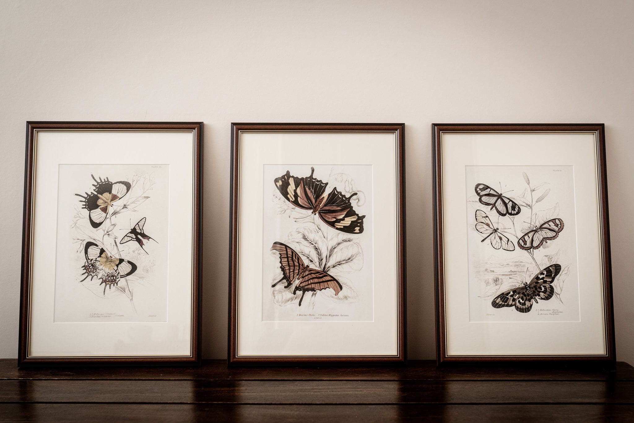 Framed Set of Six Vintage Butterfly Art Prints (Classic Teak Frame Collection)