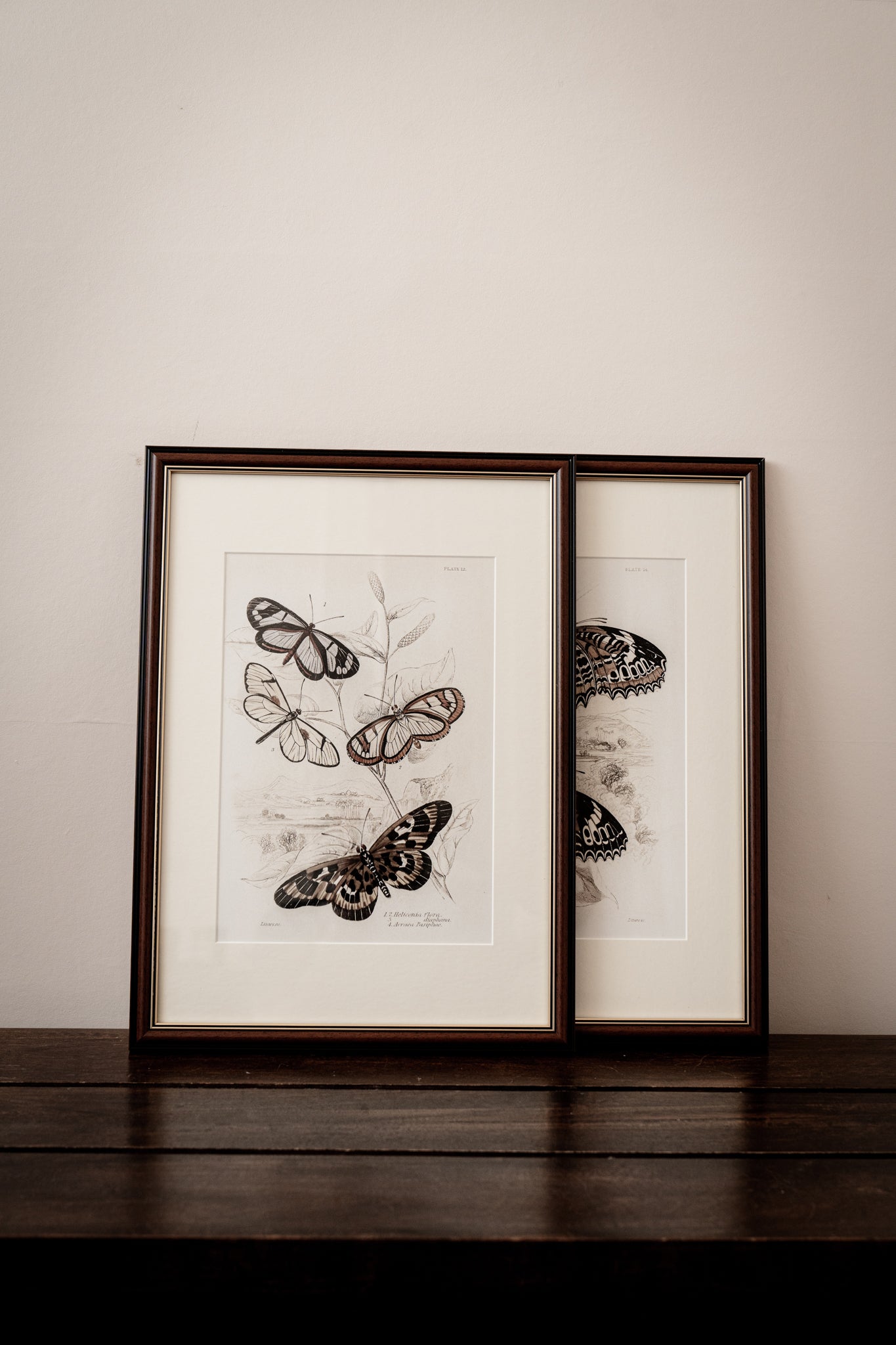 Vintage Butterfly Art Print 017