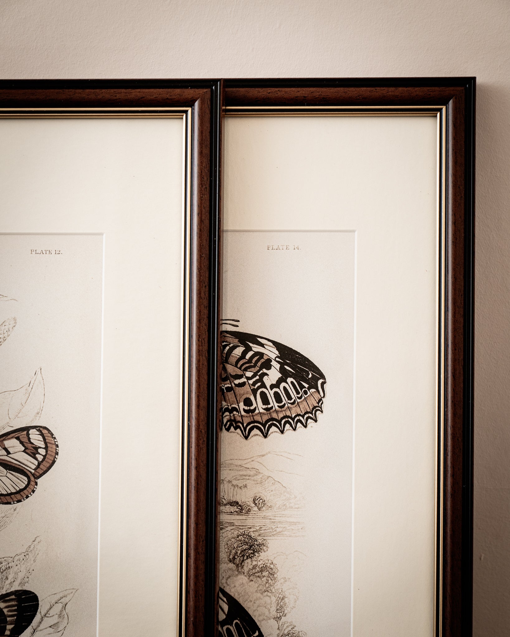 Framed Set of Two Vintage Butterfly Art Prints 02 (Classic Teak Frame Collection)