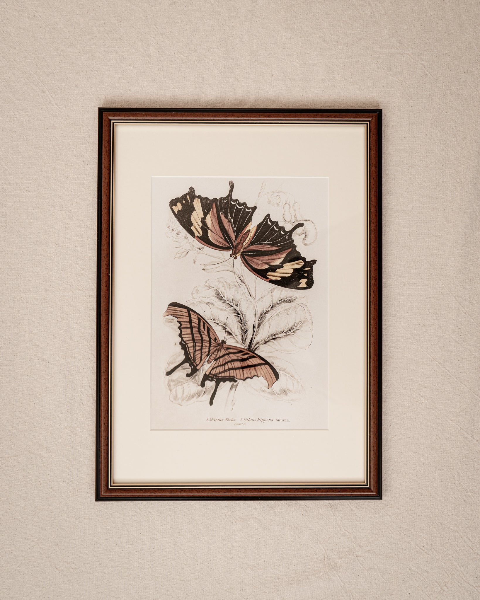Framed Set of Six Vintage Butterfly Art Prints (Classic Teak Frame Collection)