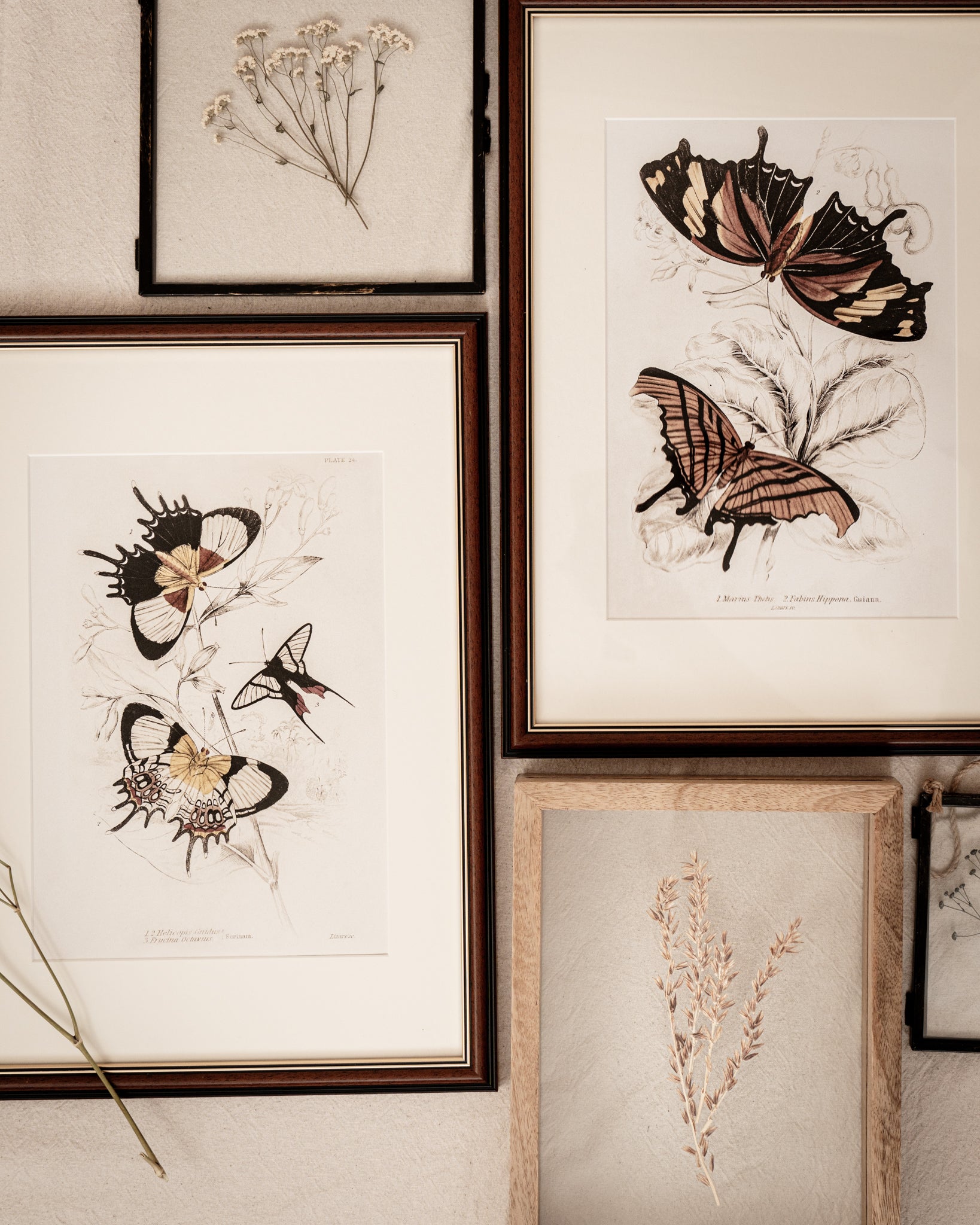 Framed Set of Six Vintage Butterfly Art Prints (Classic Teak Frame Collection)