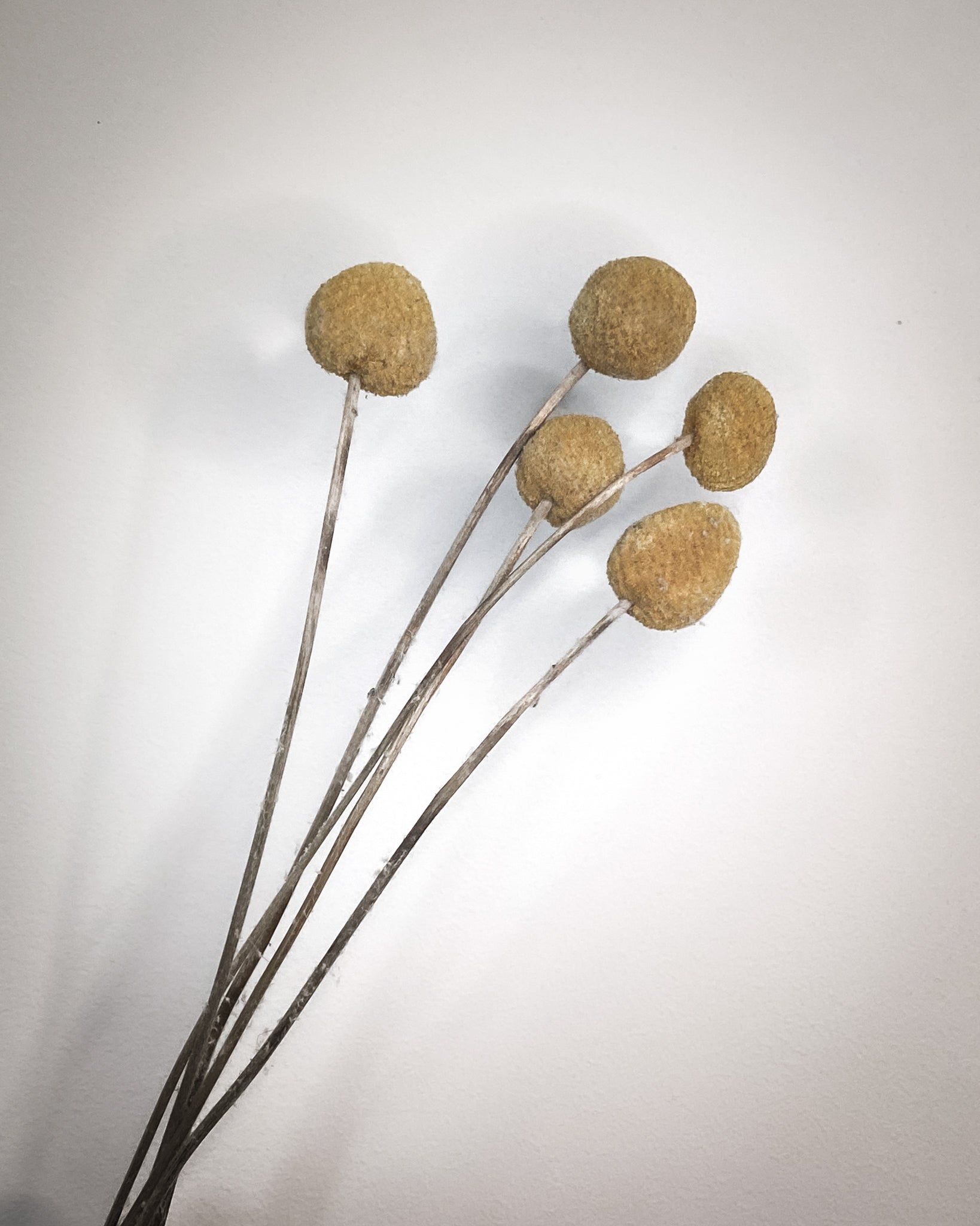 Dried Craspedia - Yellow Billy Buttons