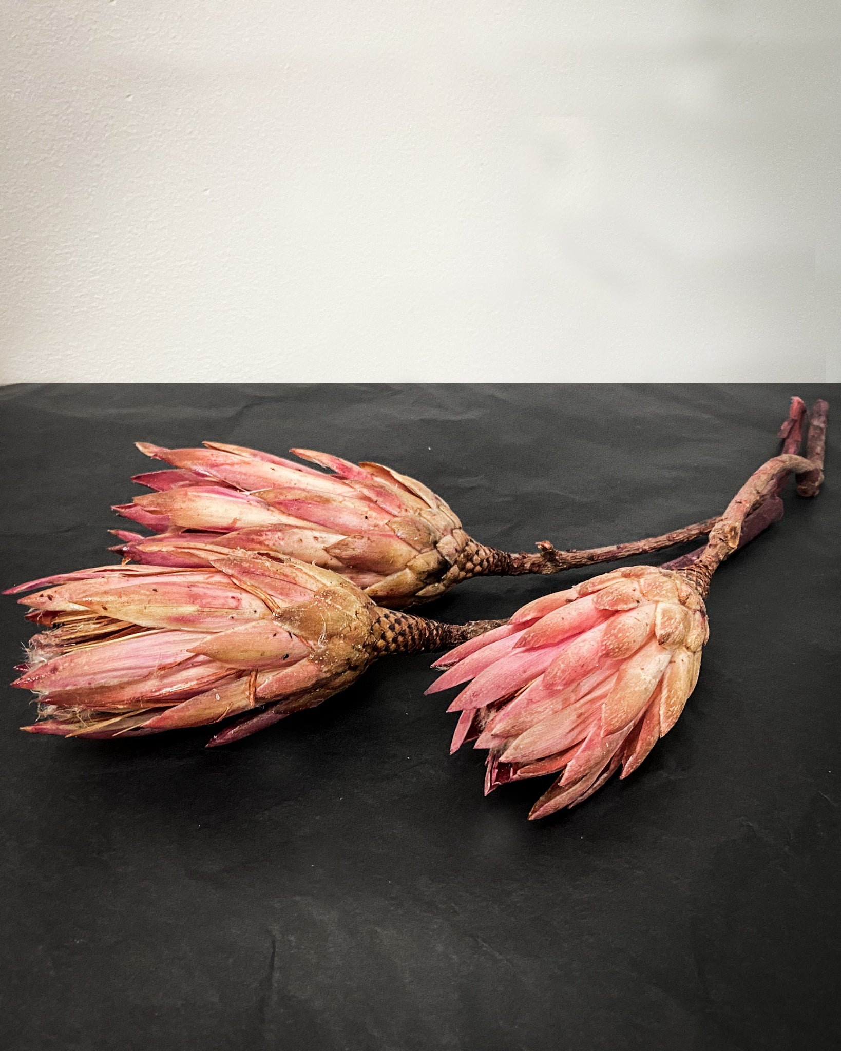 Dried Protea - Blush Pink