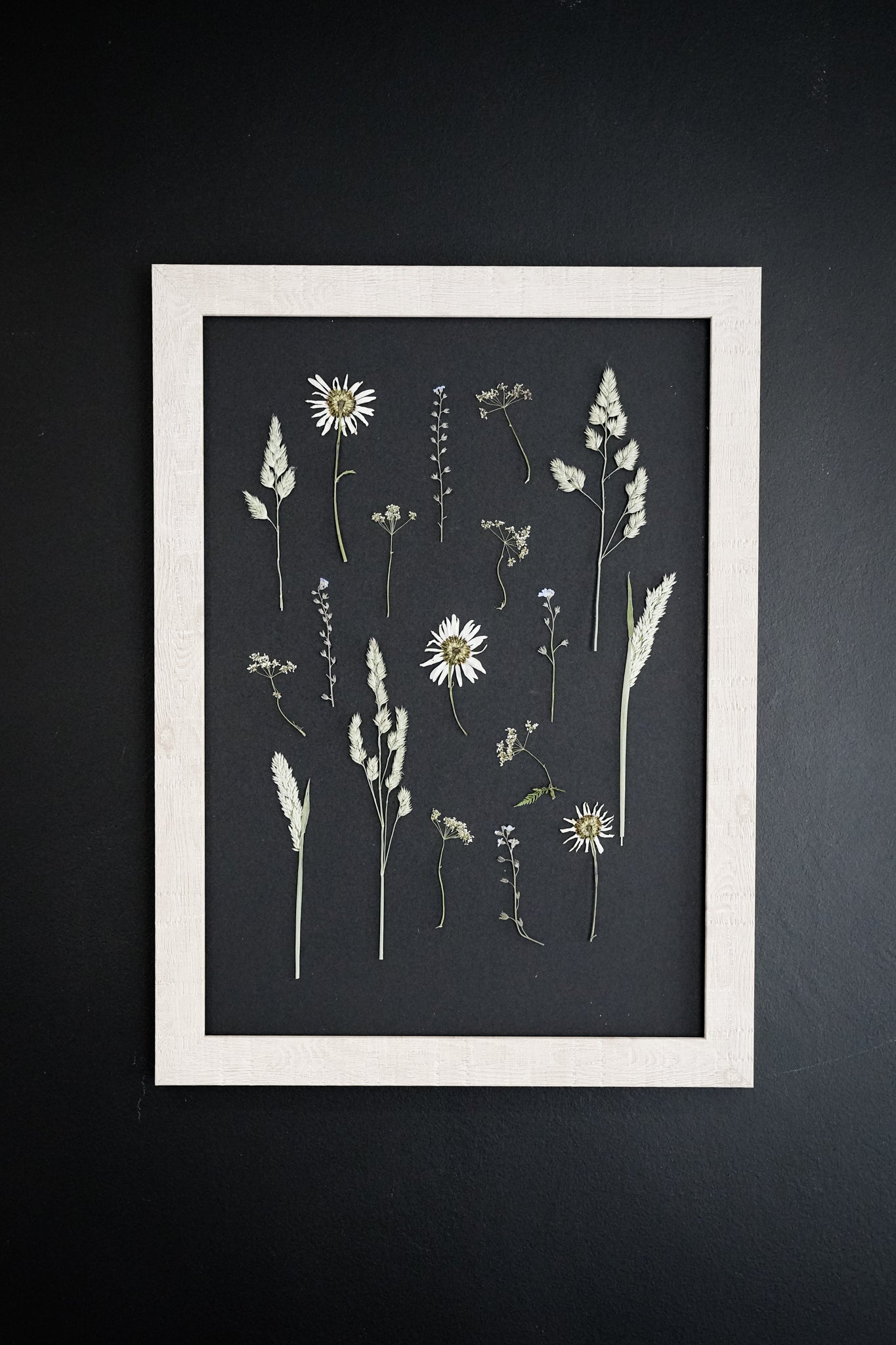 Daisy Haze  – Large Pressed Flower Frame