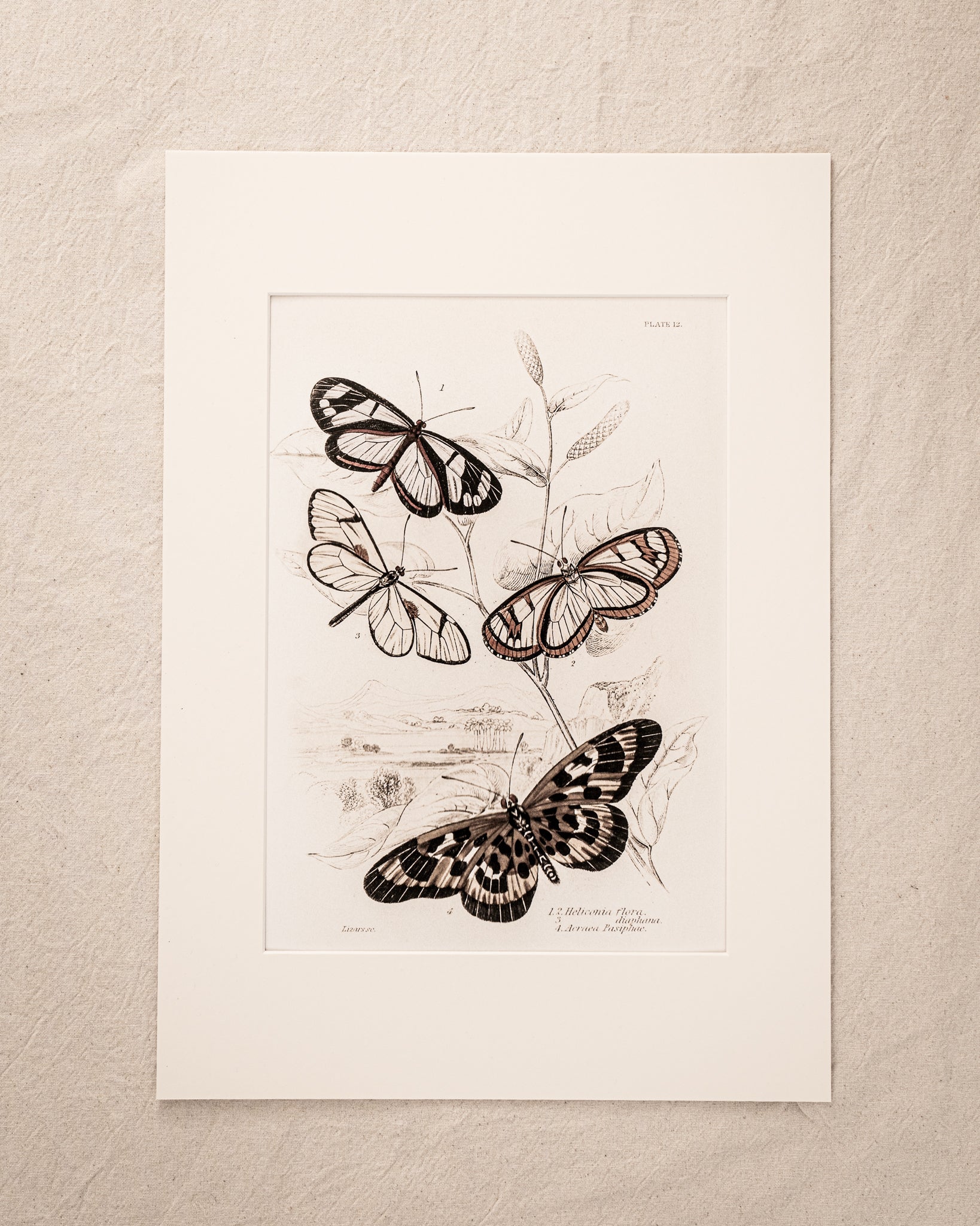 Vintage Butterfly Art Print 017