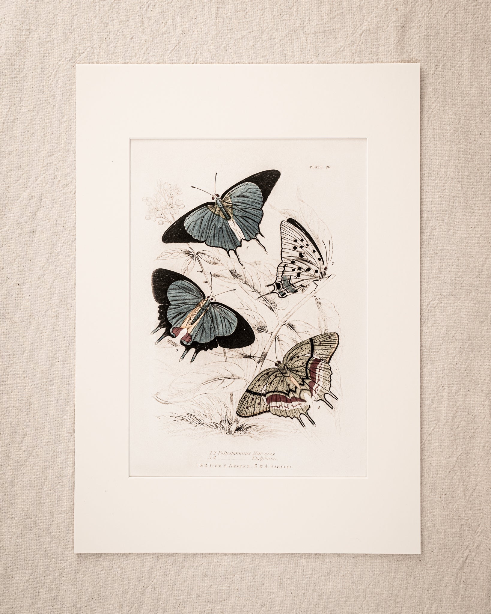 Vintage Butterfly Art Print 014