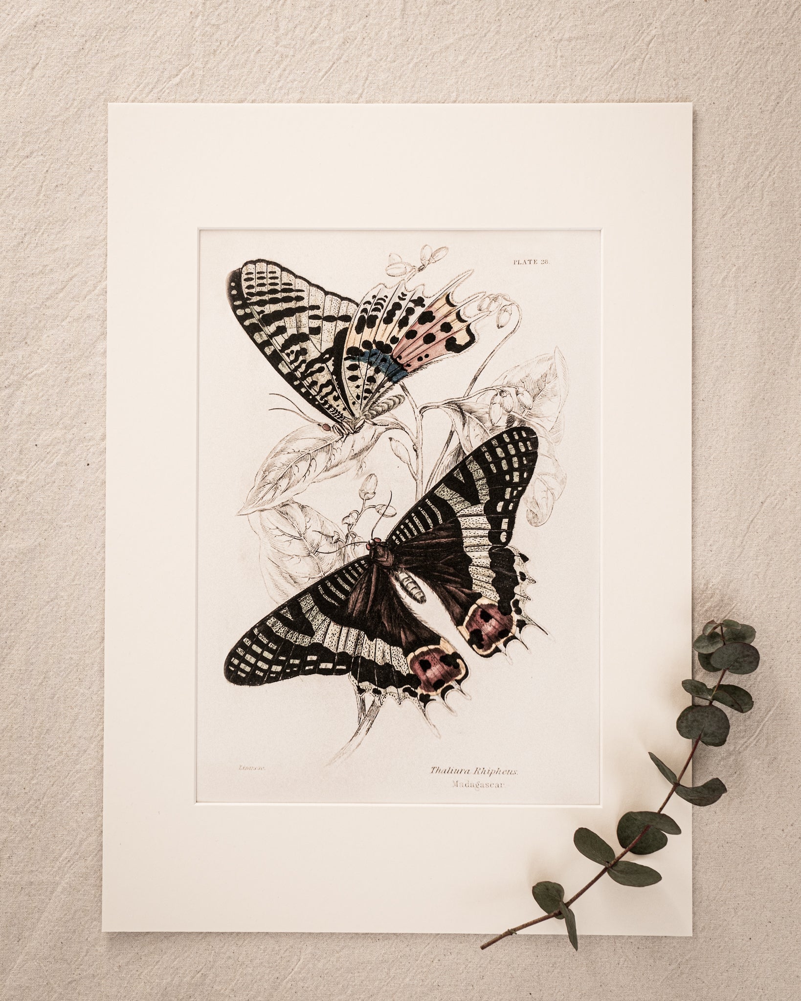 Vintage Butterfly Art Print 08