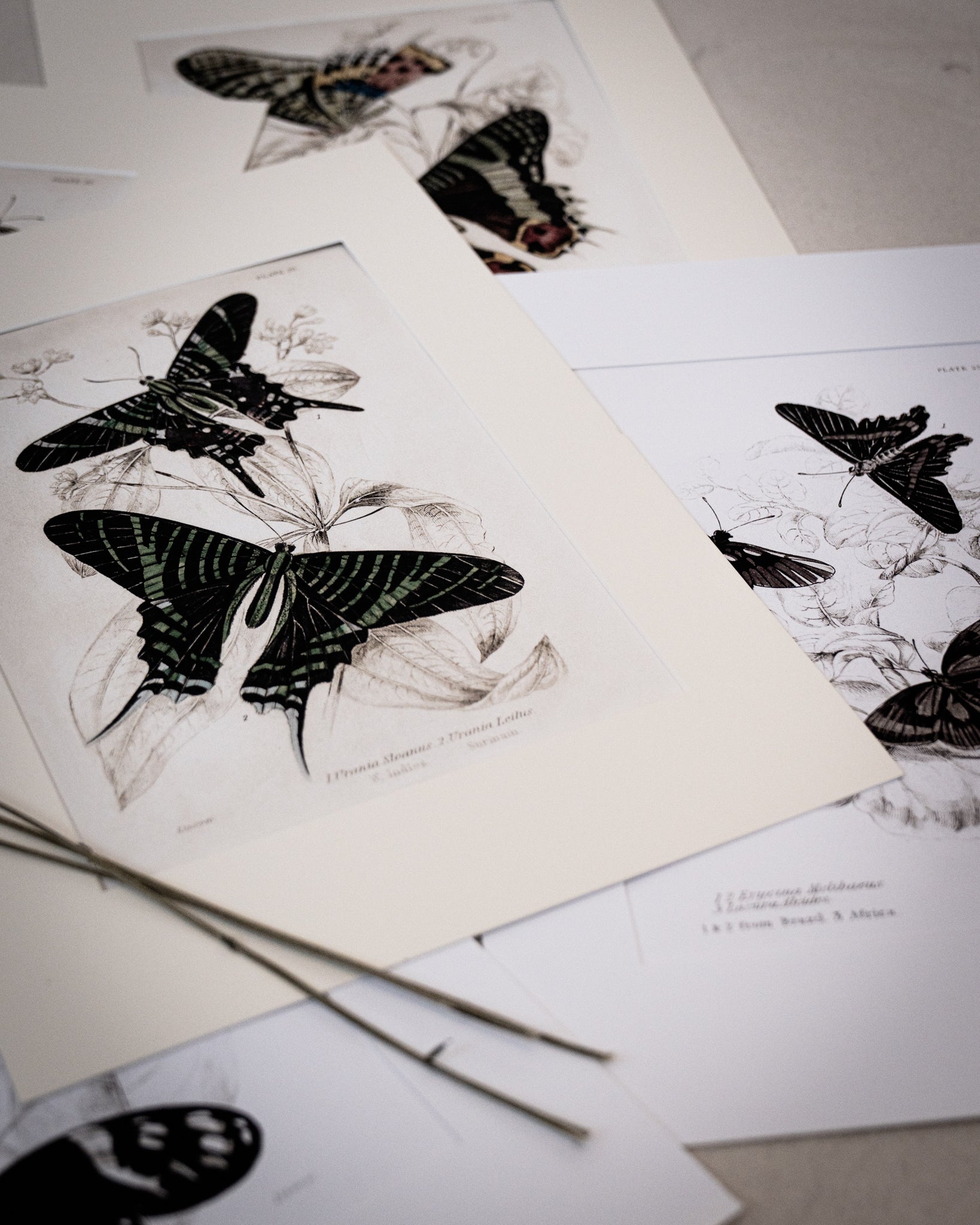 Monochrome: Vintage Butterfly Art Print 027