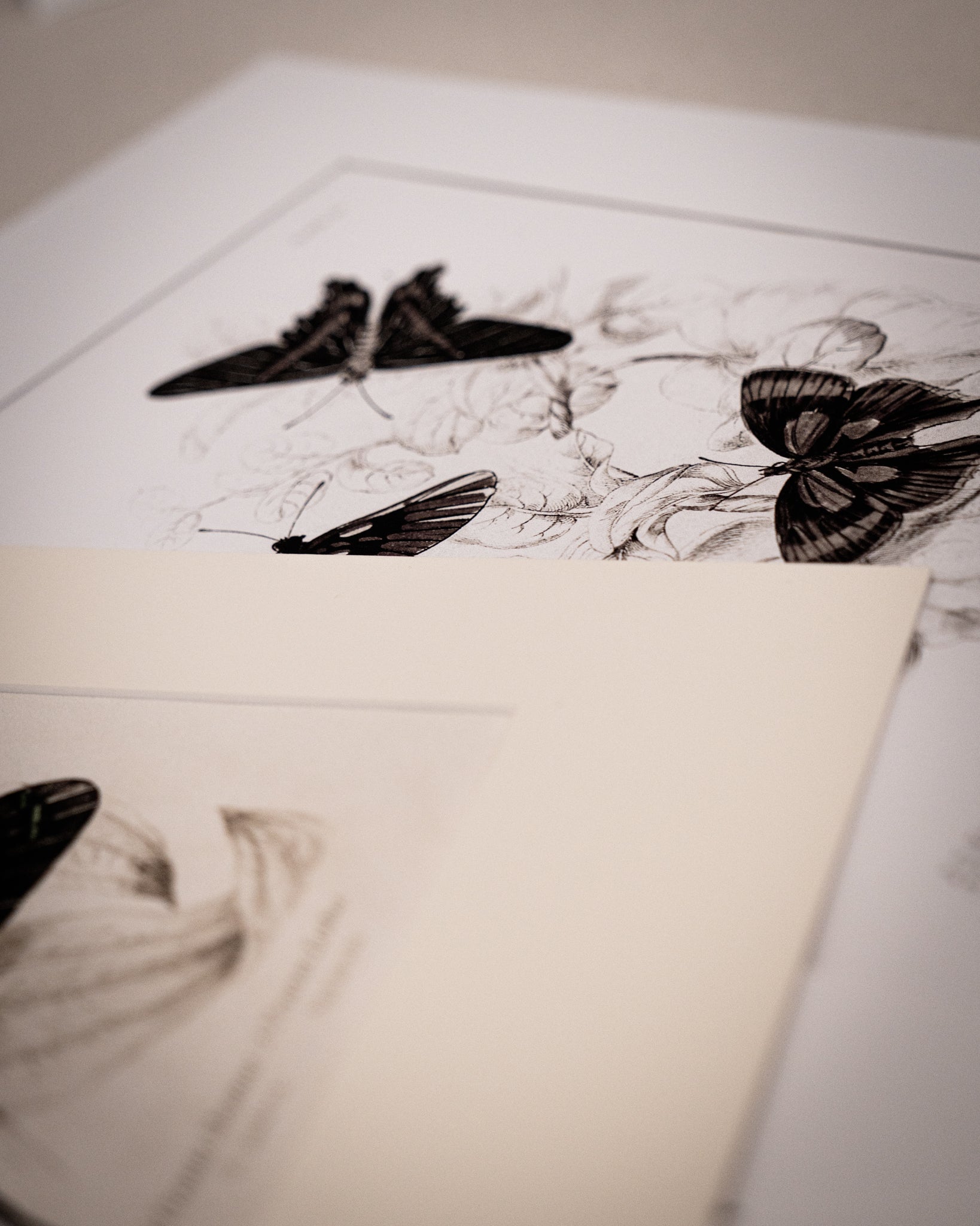 Monochrome: Vintage Butterfly Art Print 027