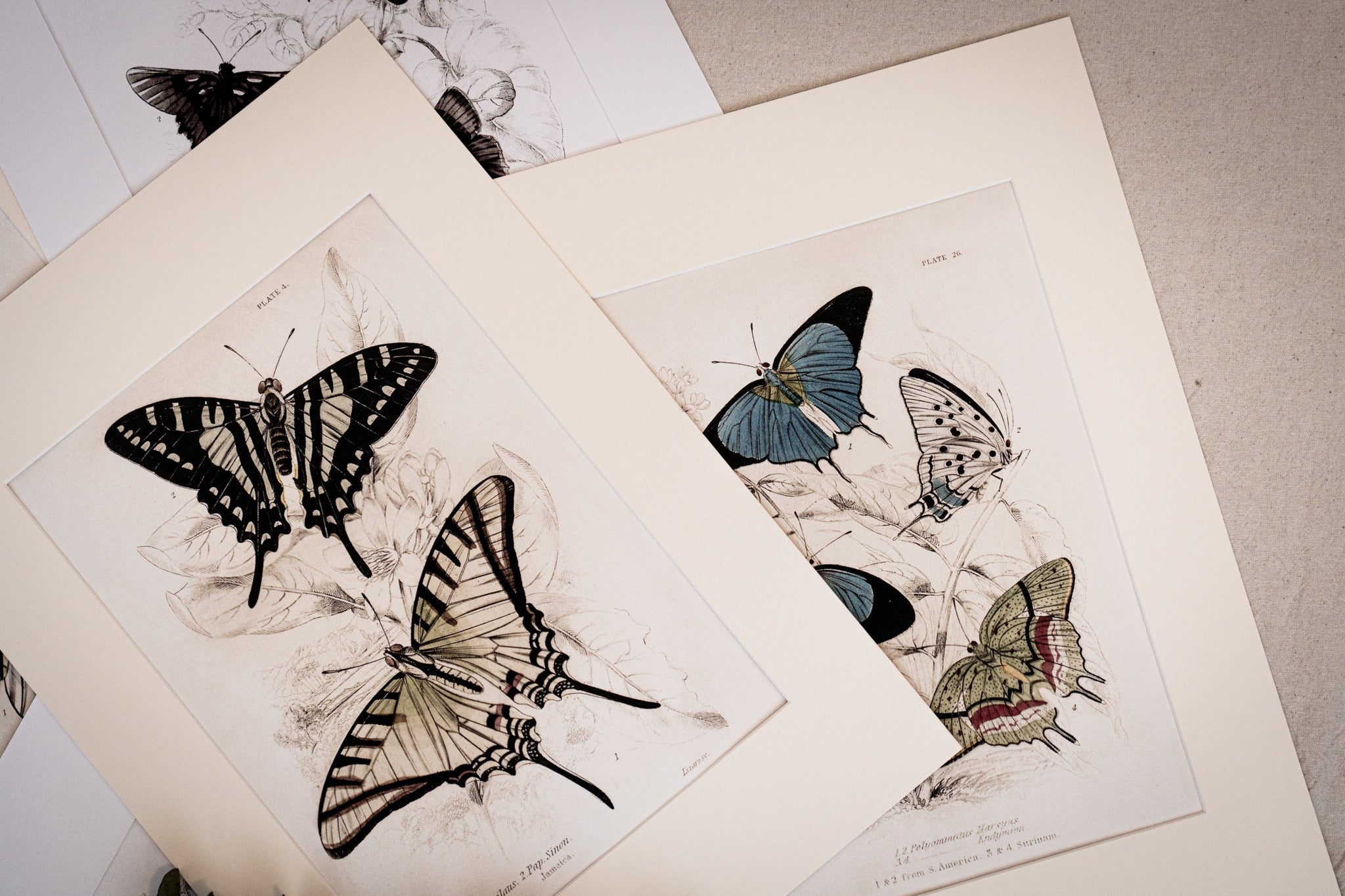 Vintage Butterfly Art Print 014