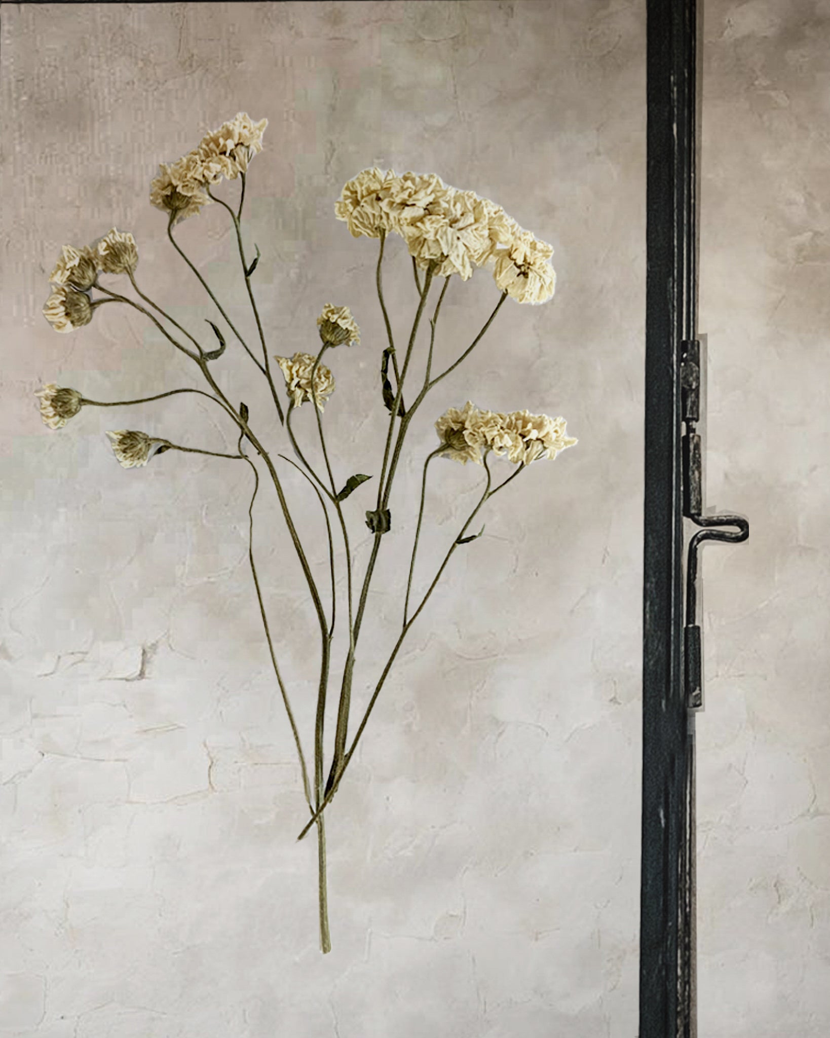 Black Antique Pressed Flower Frame: Dried Vintage White Tansy - Small