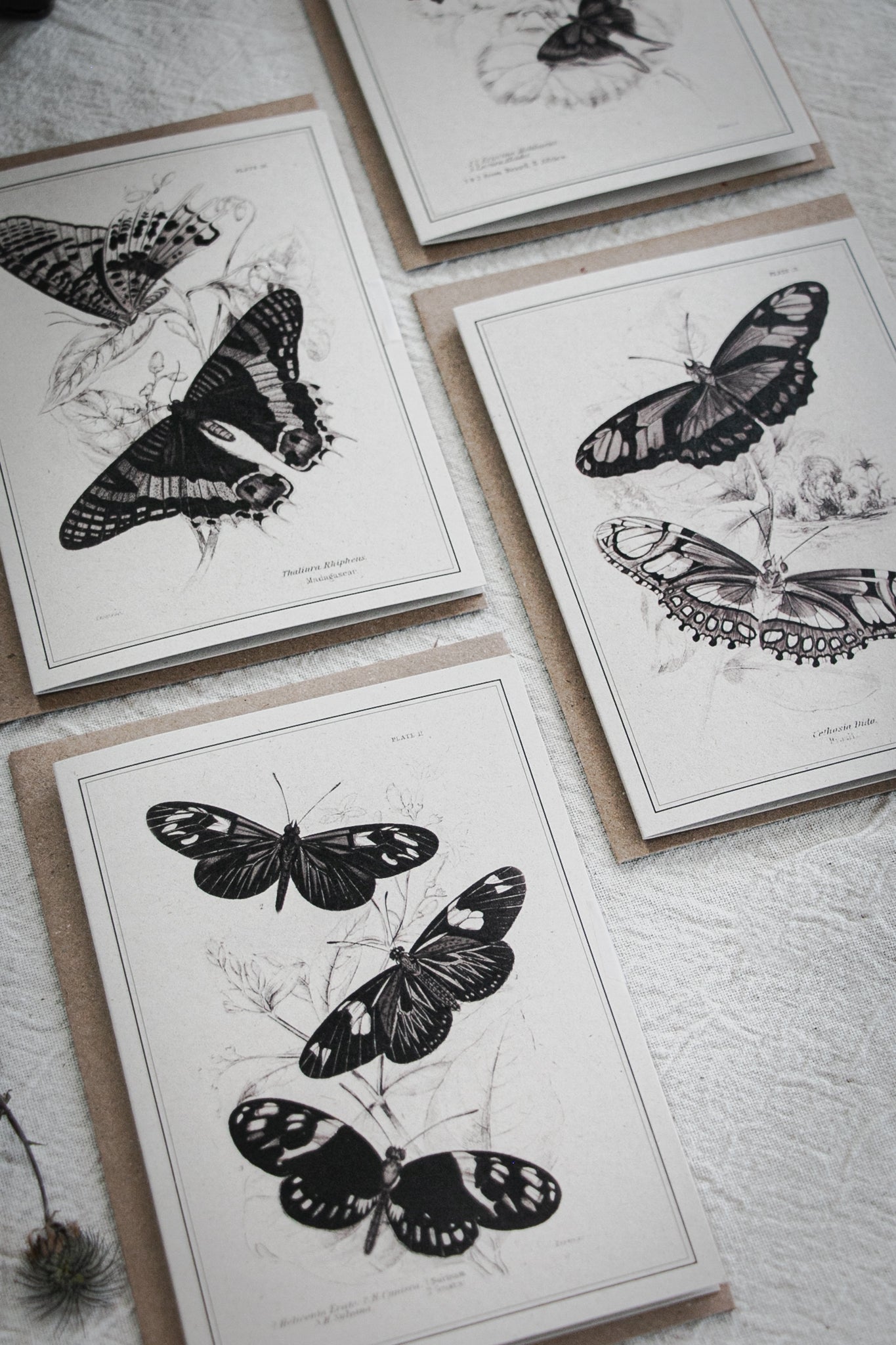 Vintage Butterfly Art Greeting Card – A6 Blank Card with Kraft Envelope 08