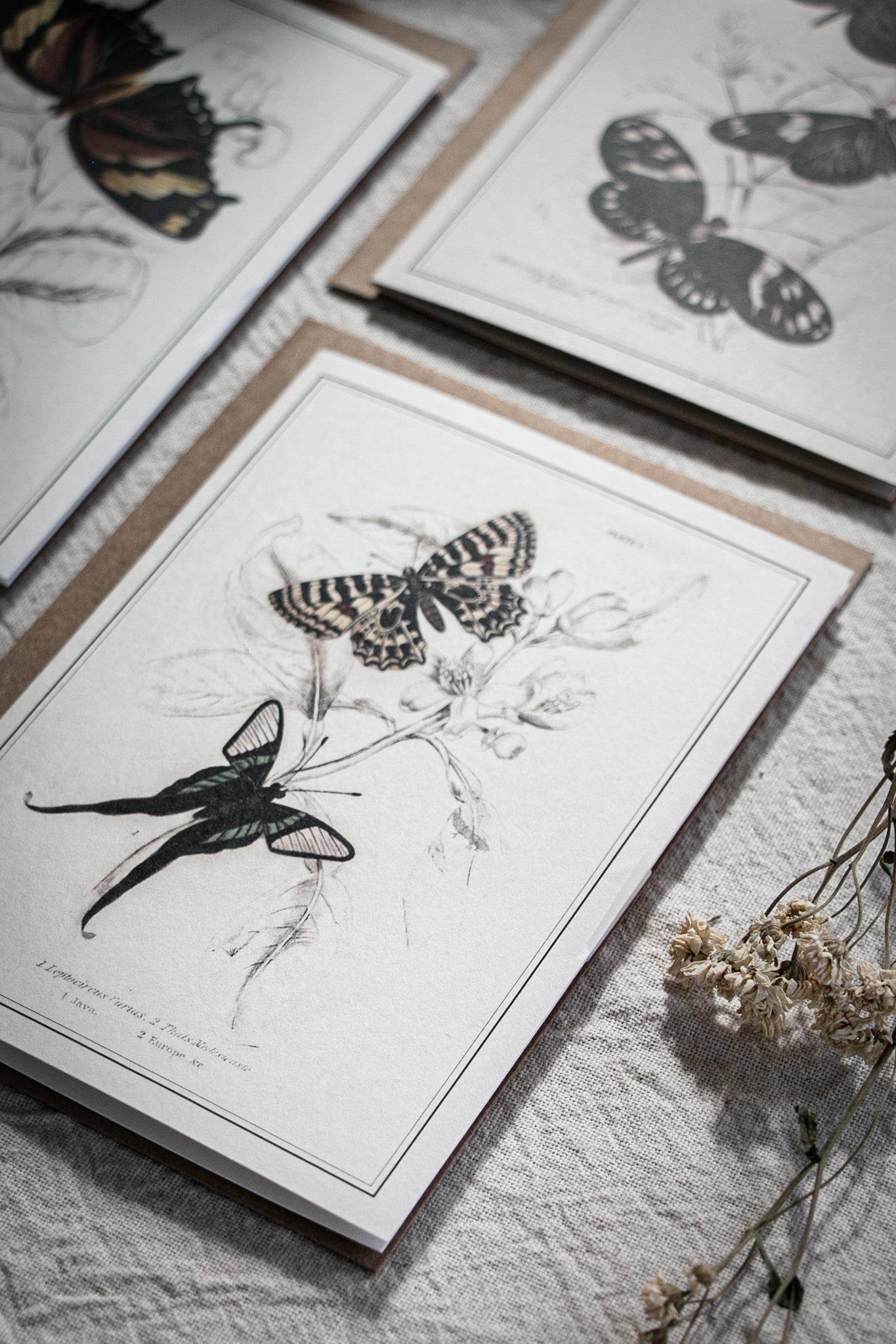 Vintage Butterfly Art Greeting Card – A6 Blank Card with Kraft Envelope 02