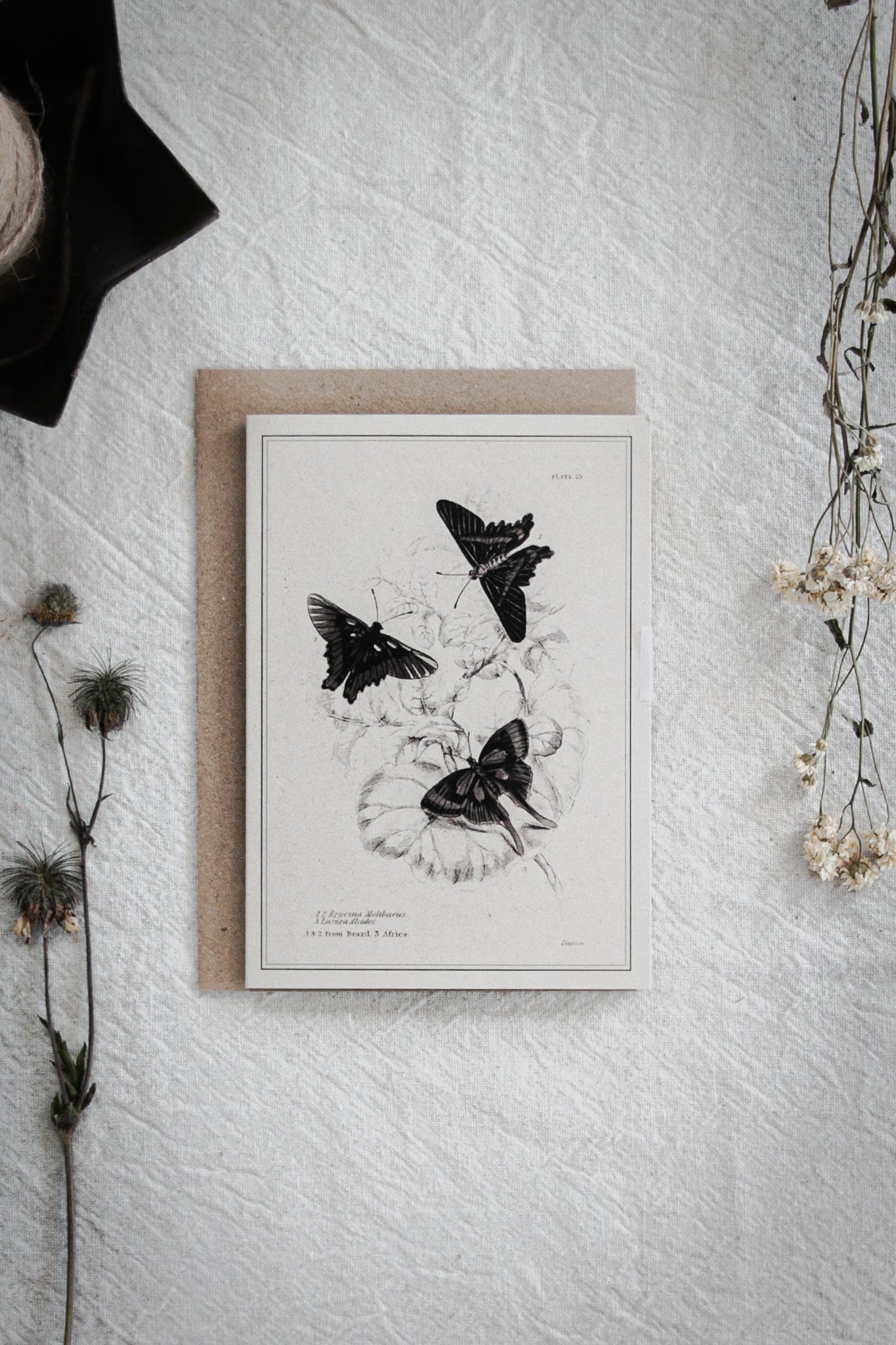 Vintage Butterfly Art Greeting Card – A6 Blank Card with Kraft Envelope 06