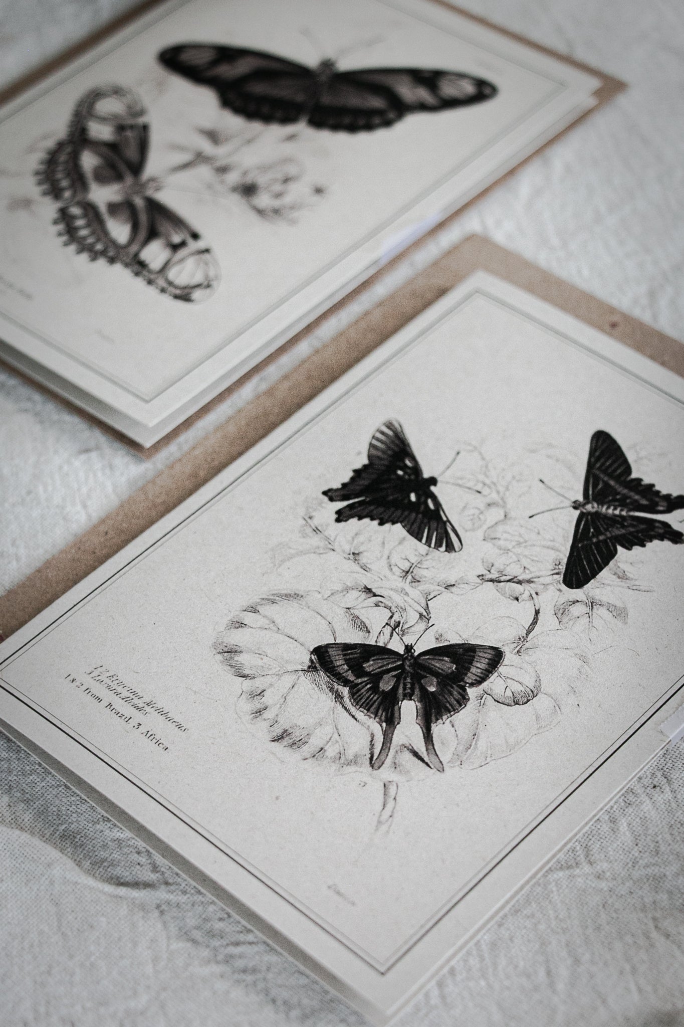 Vintage Butterfly Art Greeting Card – A6 Blank Card with Kraft Envelope 06