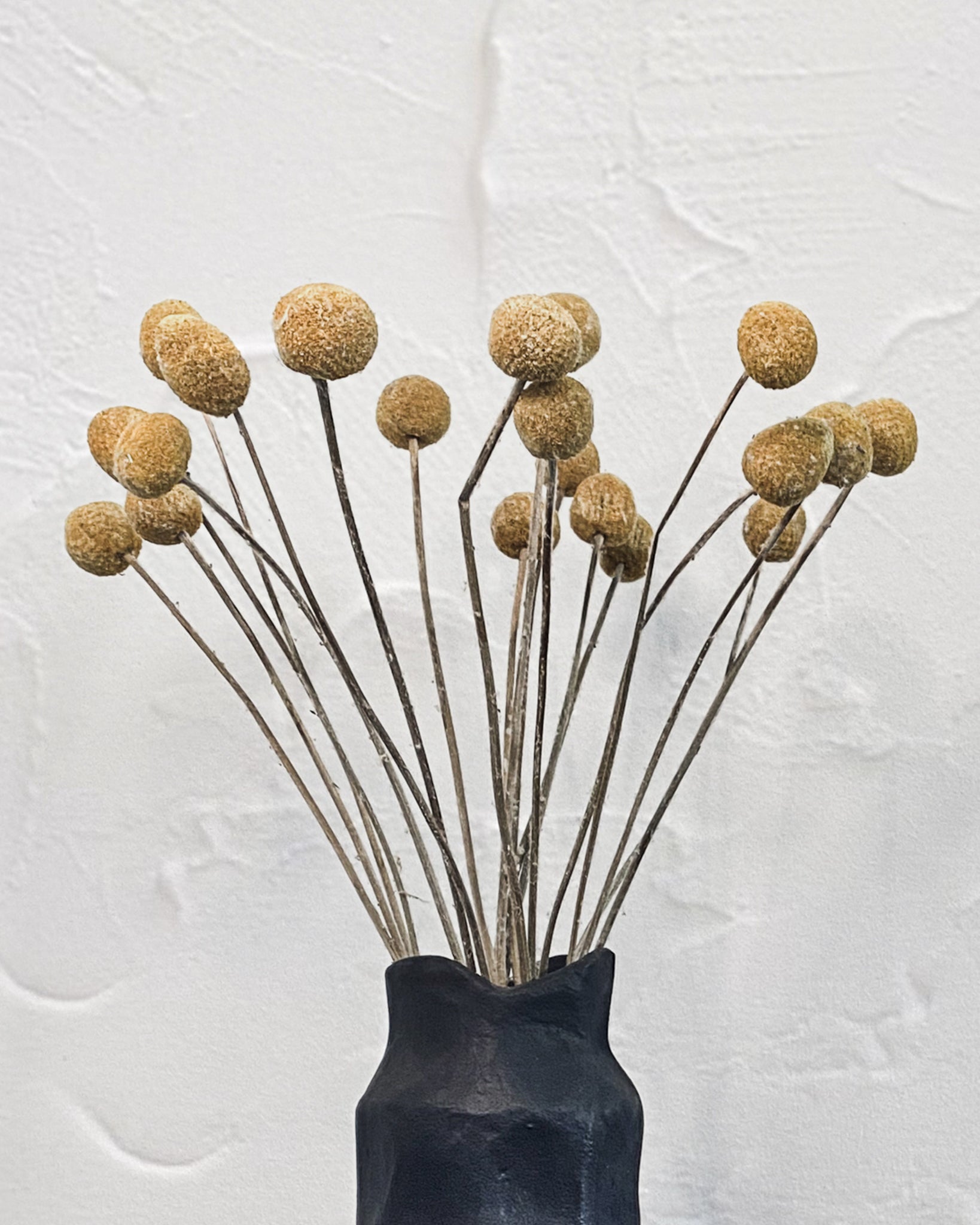 Dried Craspedia - Yellow Billy Buttons