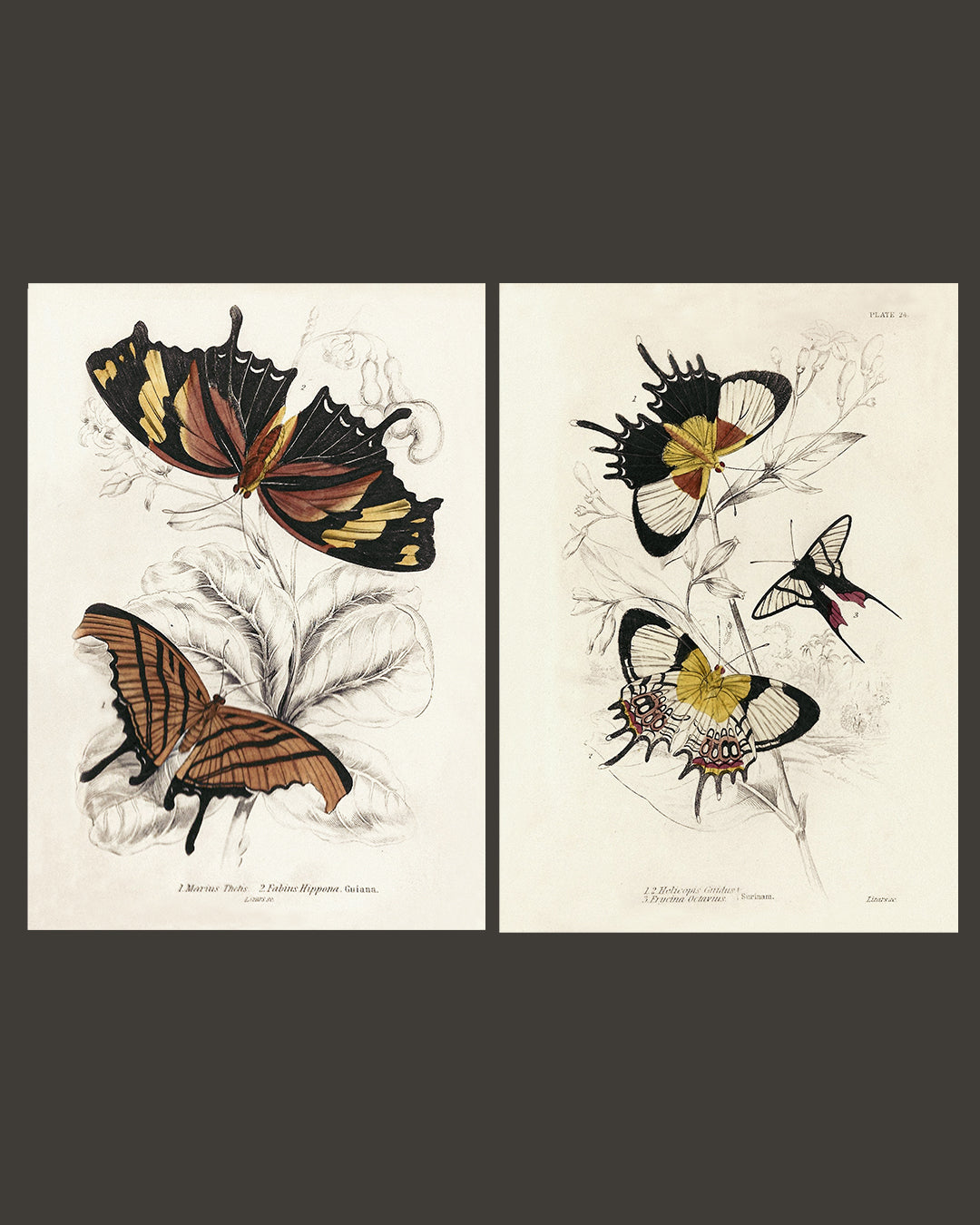 Framed Set of Two Vintage Butterfly Art Prints 02 (Classic Teak Frame Collection)