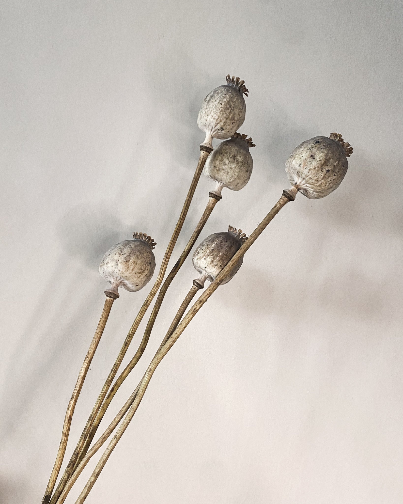 Dried Poppy Heads