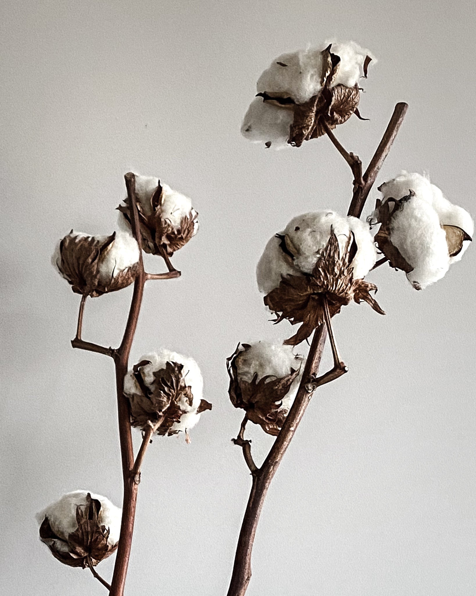 Dried Cotton Stems