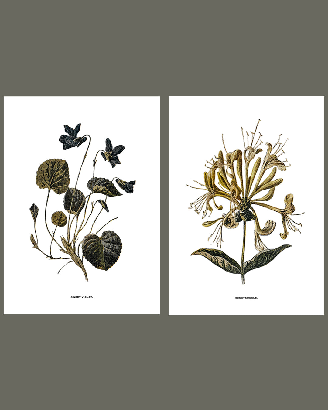 Framed Vintage Botanical Floral Wall Art Prints: Set Of Two