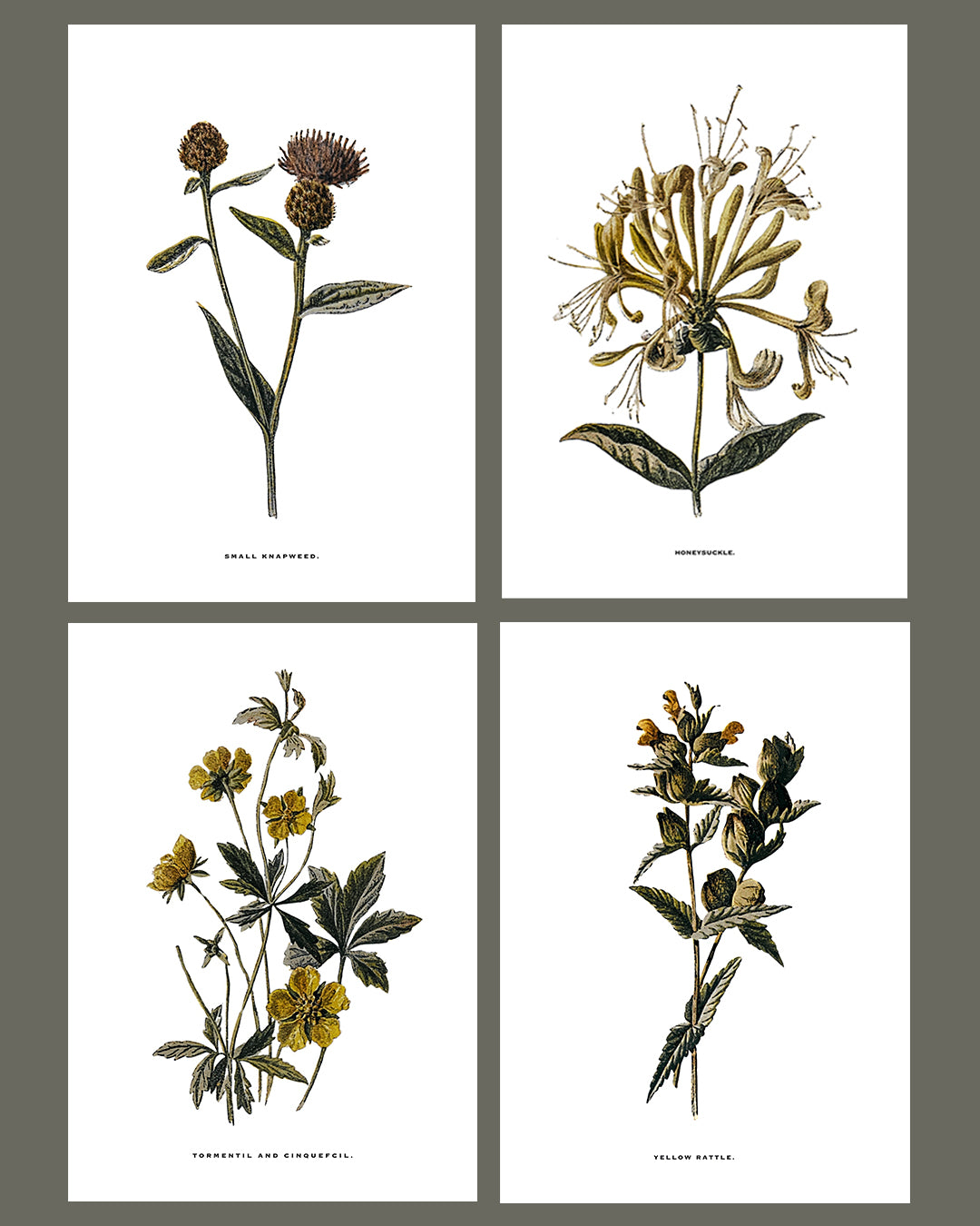 Framed Vintage Botanical Floral Wall Art Prints: Set Of Four