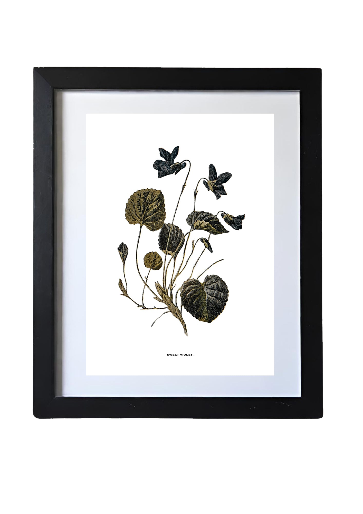 Framed Vintage Botanical Floral Art Prints: Set Of Two