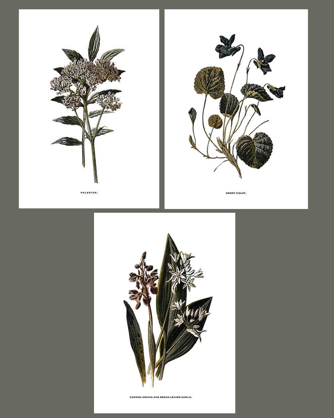 Framed Vintage Botanical Floral Wall Art Prints: Set Of Three
