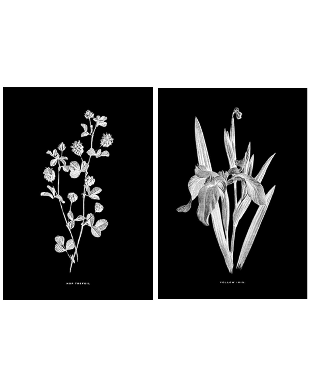 Black & White Framed Vintage Botanical Floral Art Prints: Set Of Two