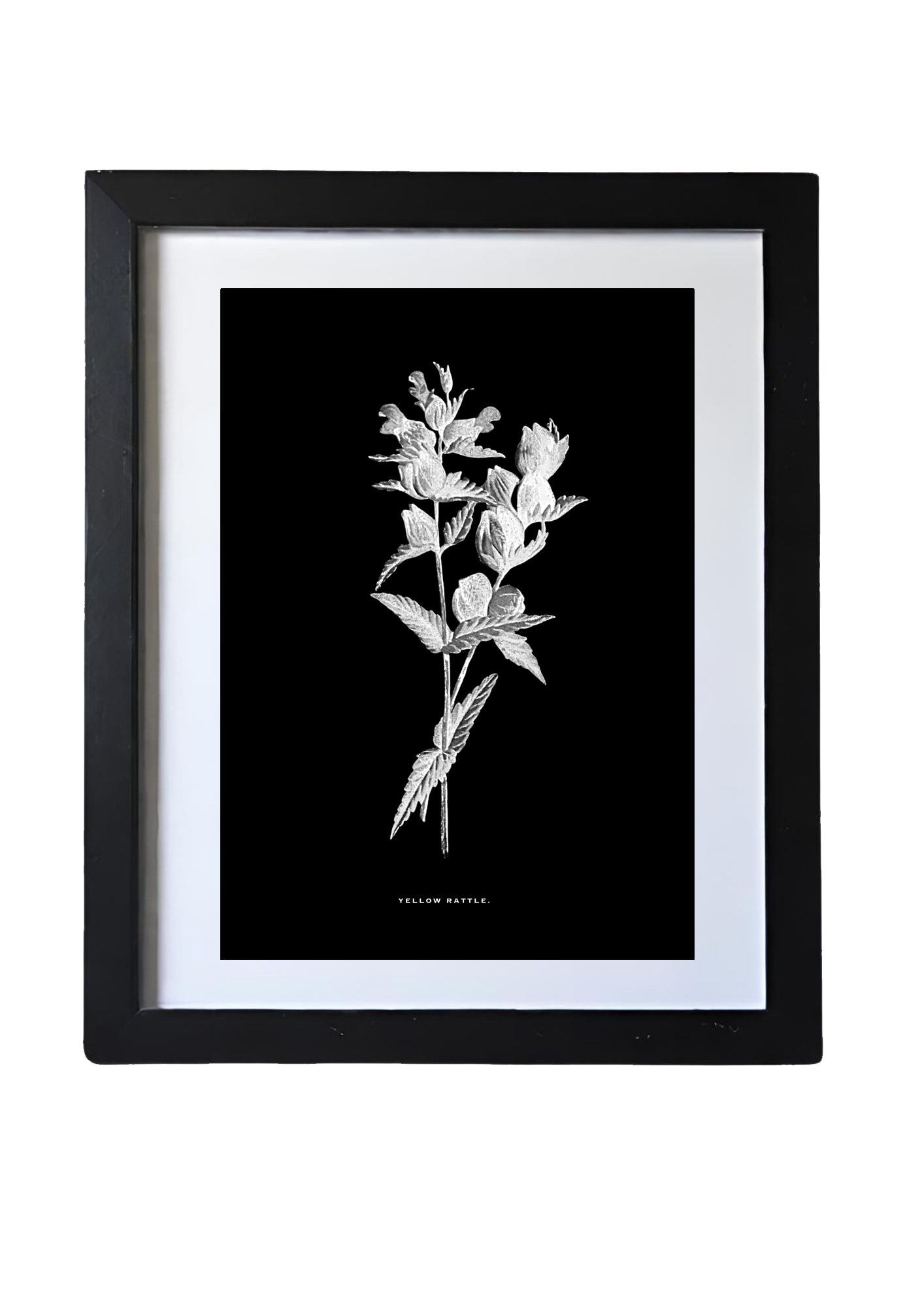 Black & White Framed Vintage Botanical Floral Art Prints: Set Of Six
