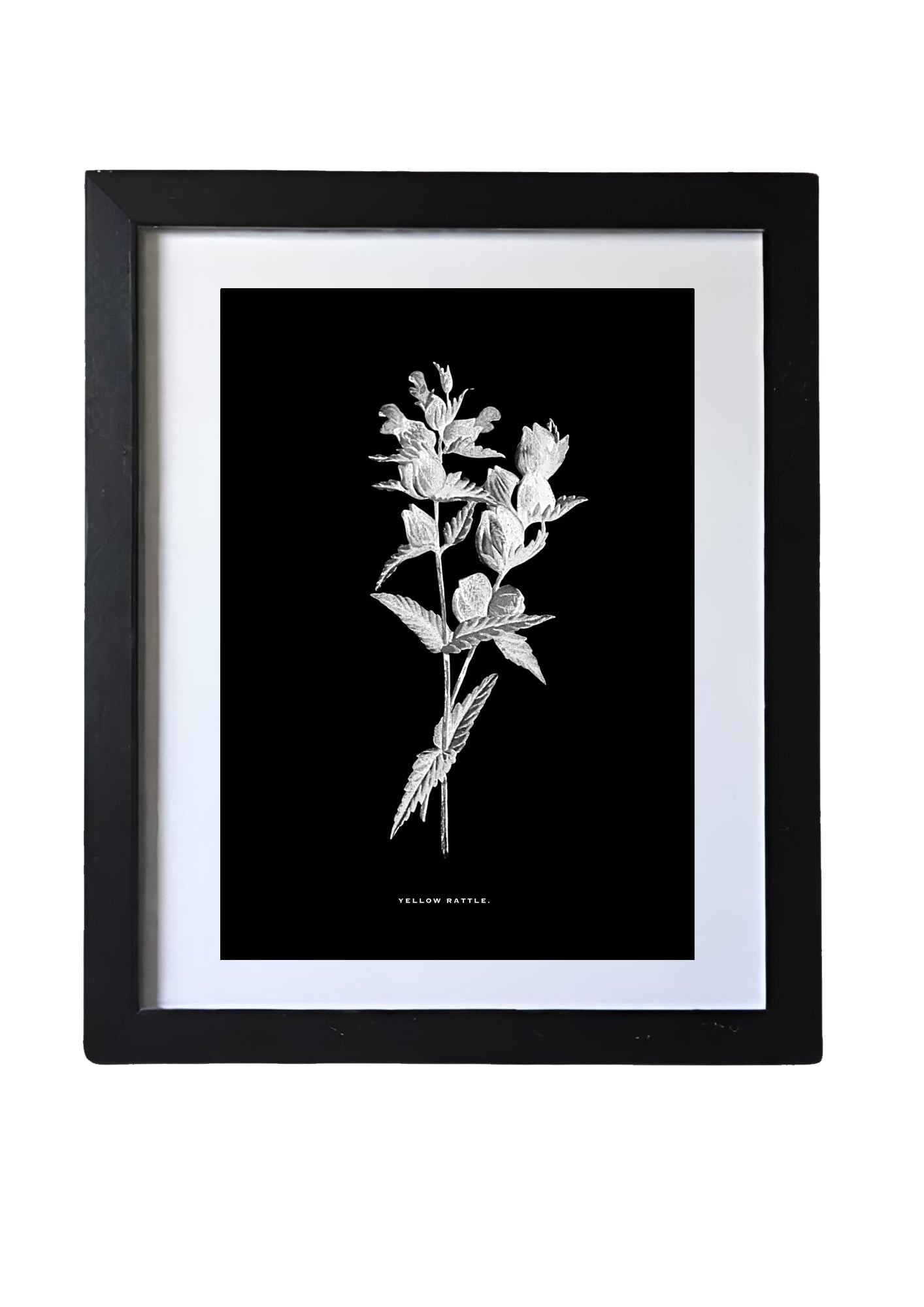 Restored Monochrome Botanical Art Print – 19th Century Floral Illustration (Yellow Rattle)