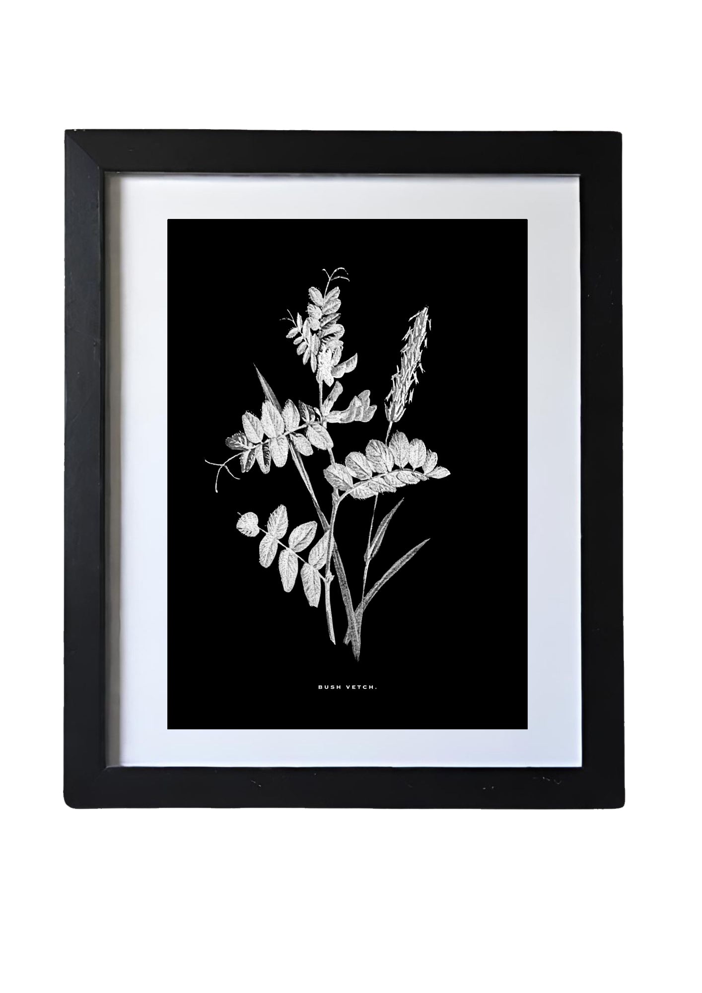 Restored Monochrome Botanical Art Print – 19th Century Floral Illustration (Bush Vetch)