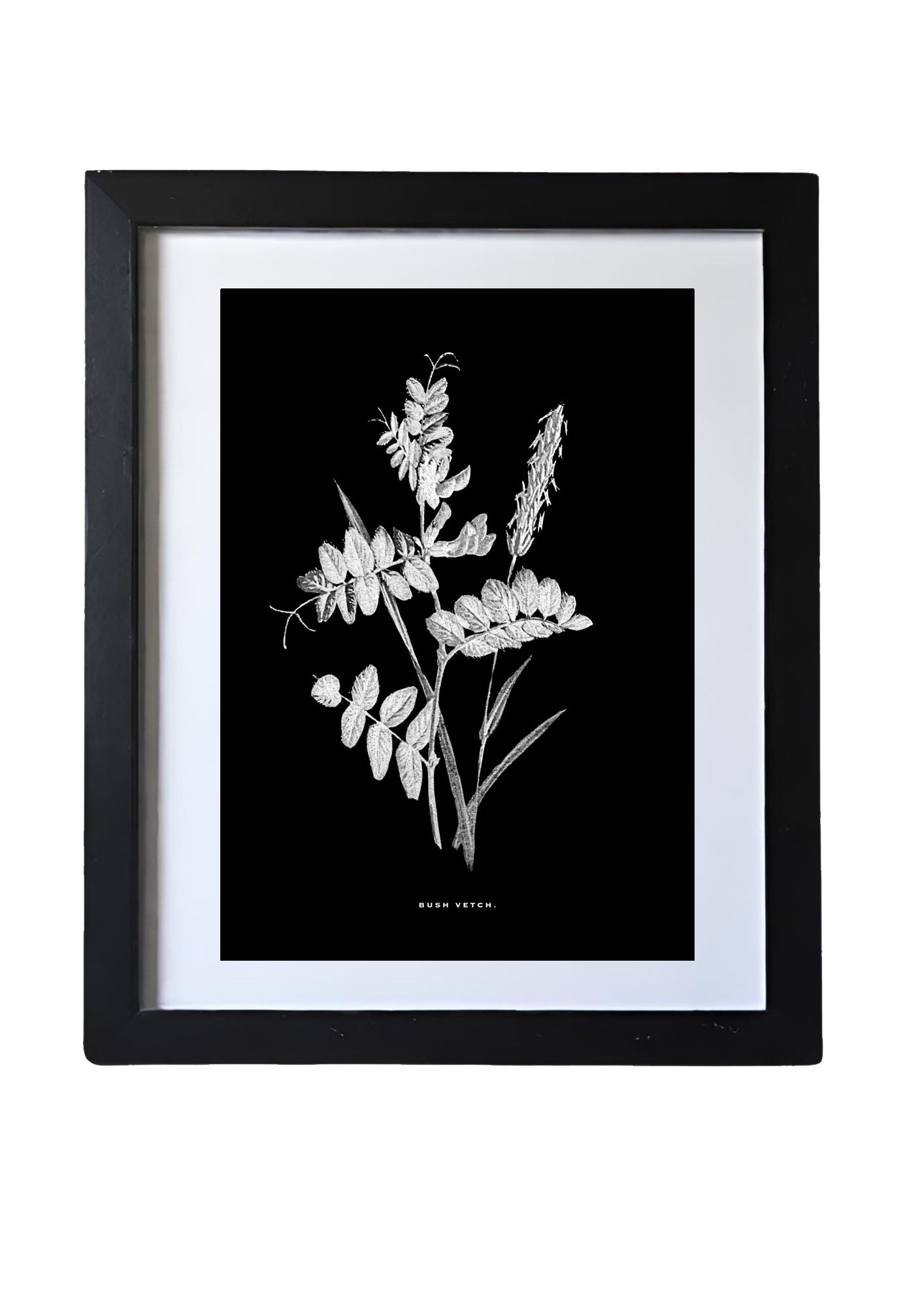 Black & White Framed Vintage Botanical Floral Art Prints: Set Of Four
