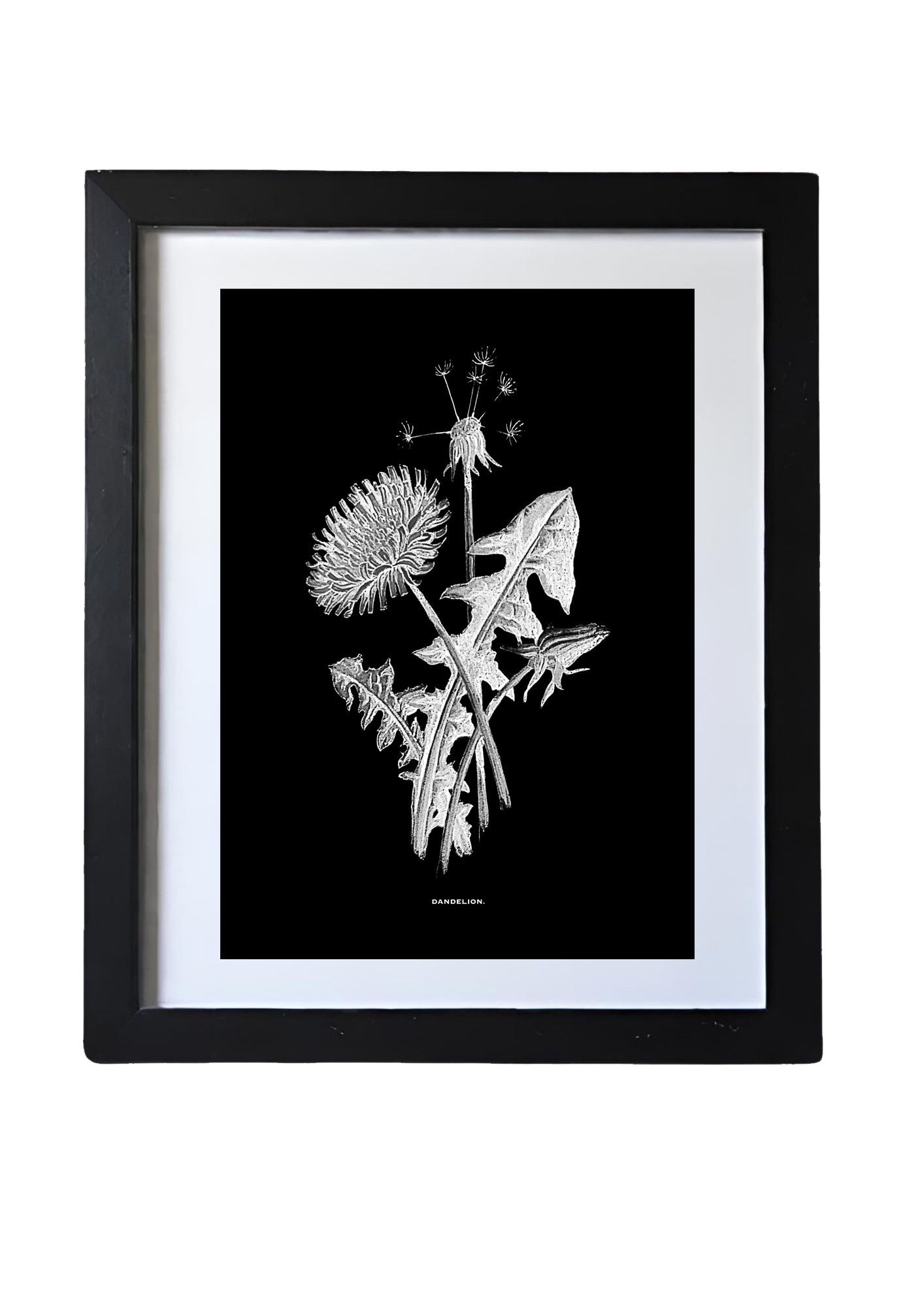 Black & White Framed Vintage Botanical Floral Art Prints: Set Of Nine