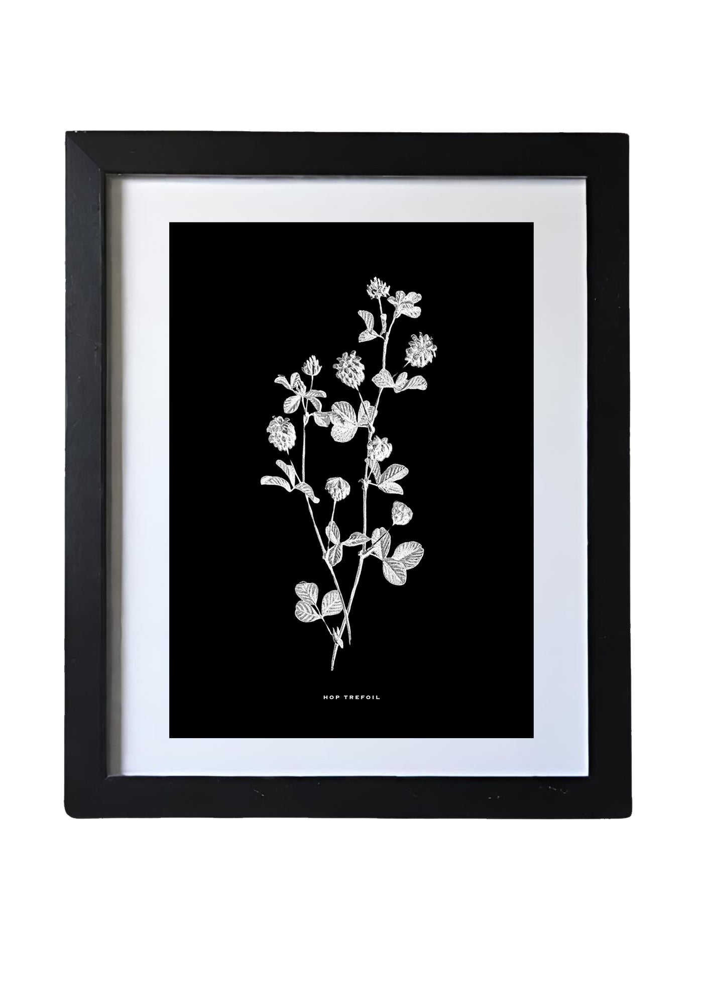 Black & White Framed Vintage Botanical Floral Art Prints: Set Of Four