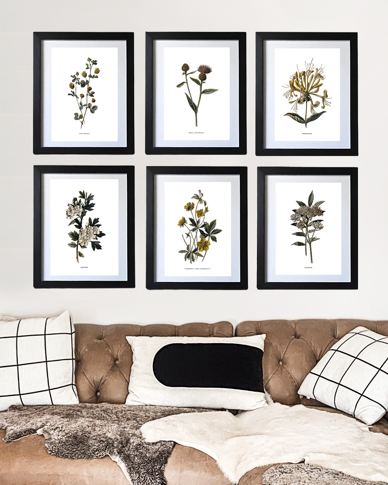 Restored Vintage Botanical Art Print – 19th Century Floral Illustration (Apple Blossom)