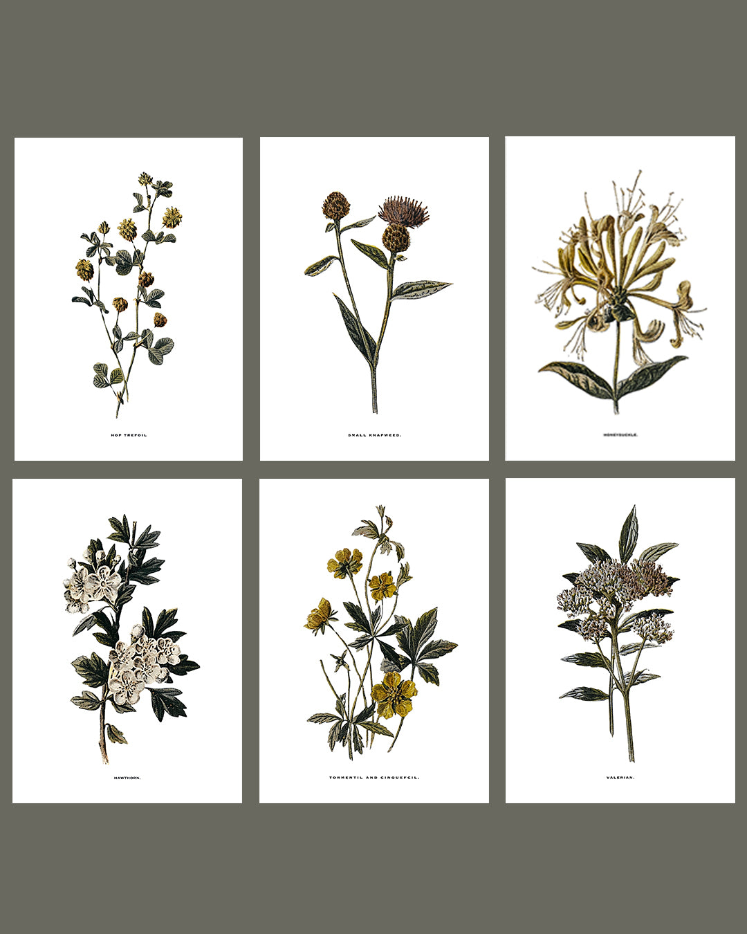 Framed Vintage Botanical Floral Wall Art Prints: Set Of Six
