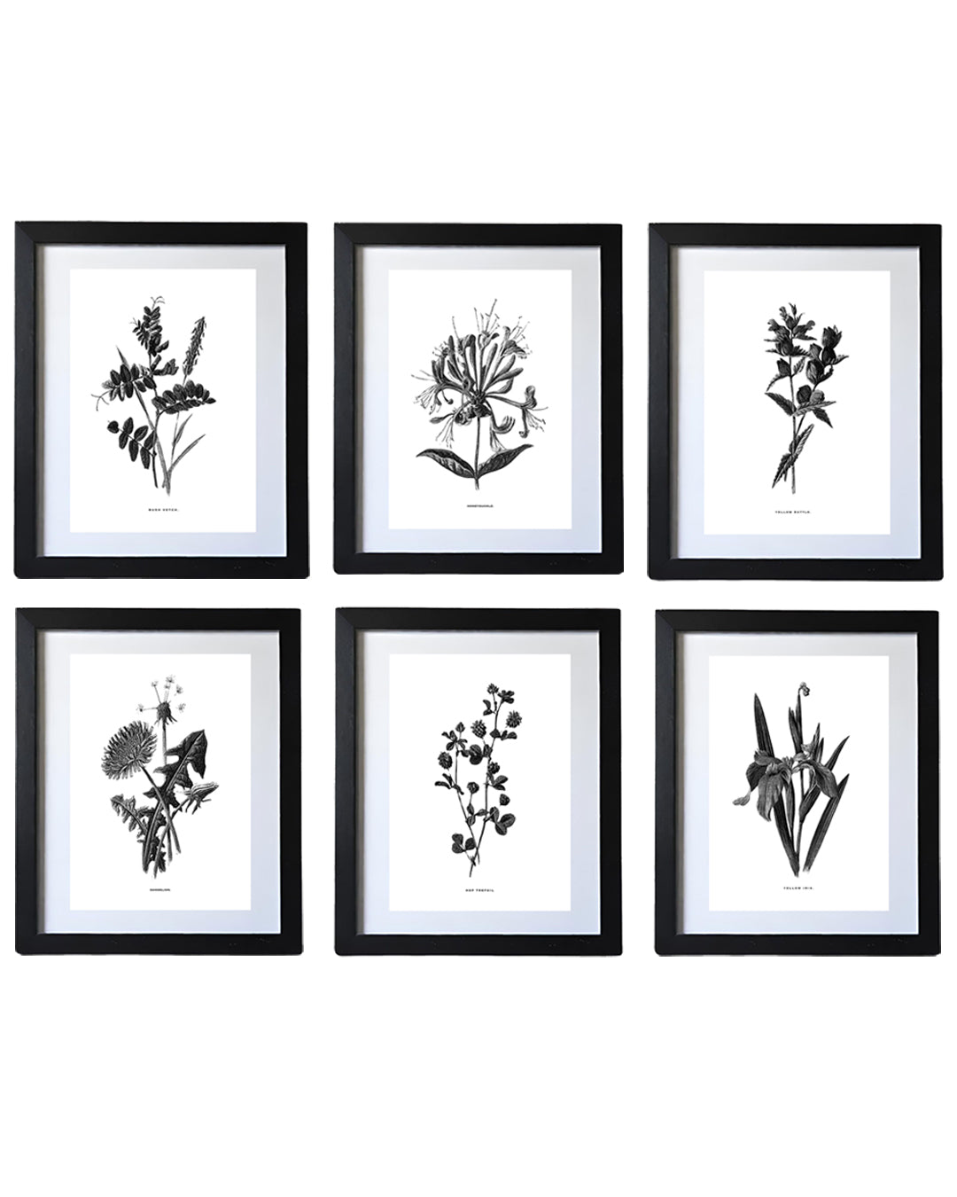 Framed Vintage Botanical Floral Art Prints: Set Of Six