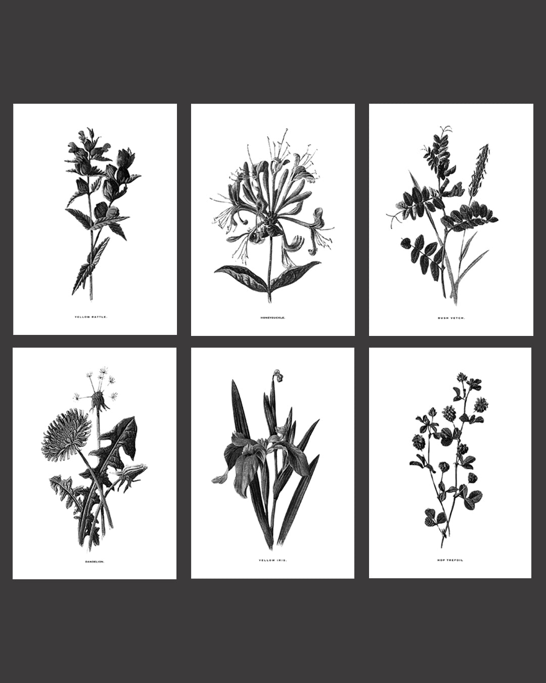 Framed Vintage Botanical Floral Art Prints: Set Of Six