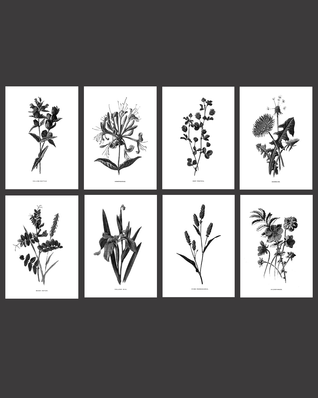 Framed Vintage Botanical Floral Art Prints: Set Of Eight