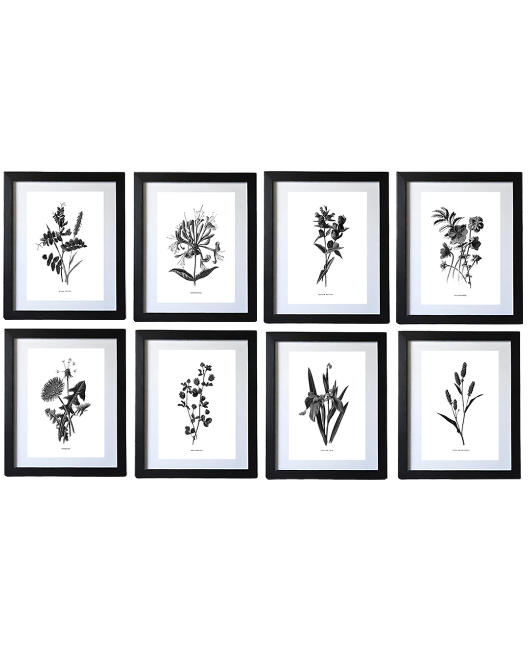 Framed Vintage Botanical Floral Art Prints: Set Of Eight