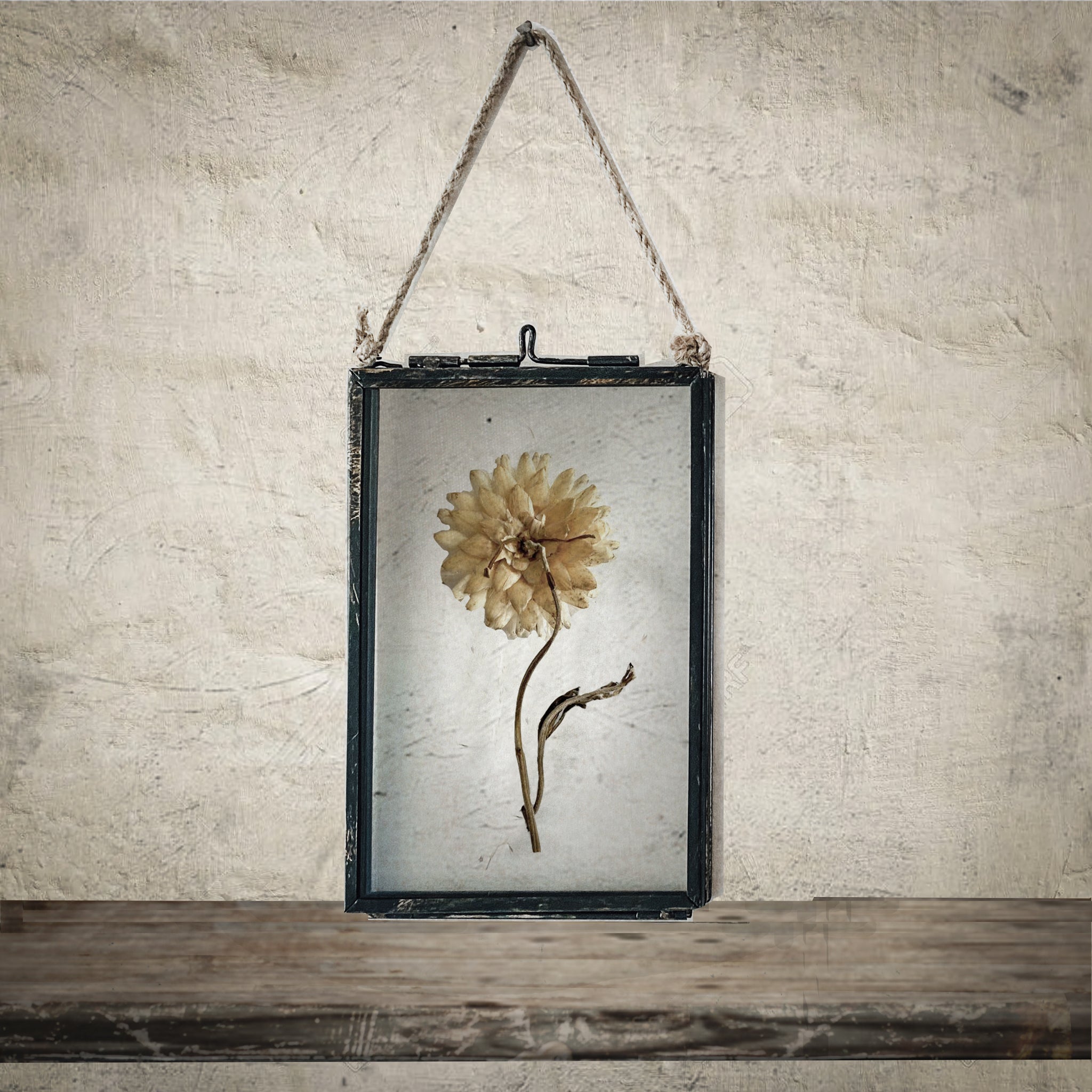 Black Antique Pressed Flower Frame: Dried Achillea Ptarmica - Small